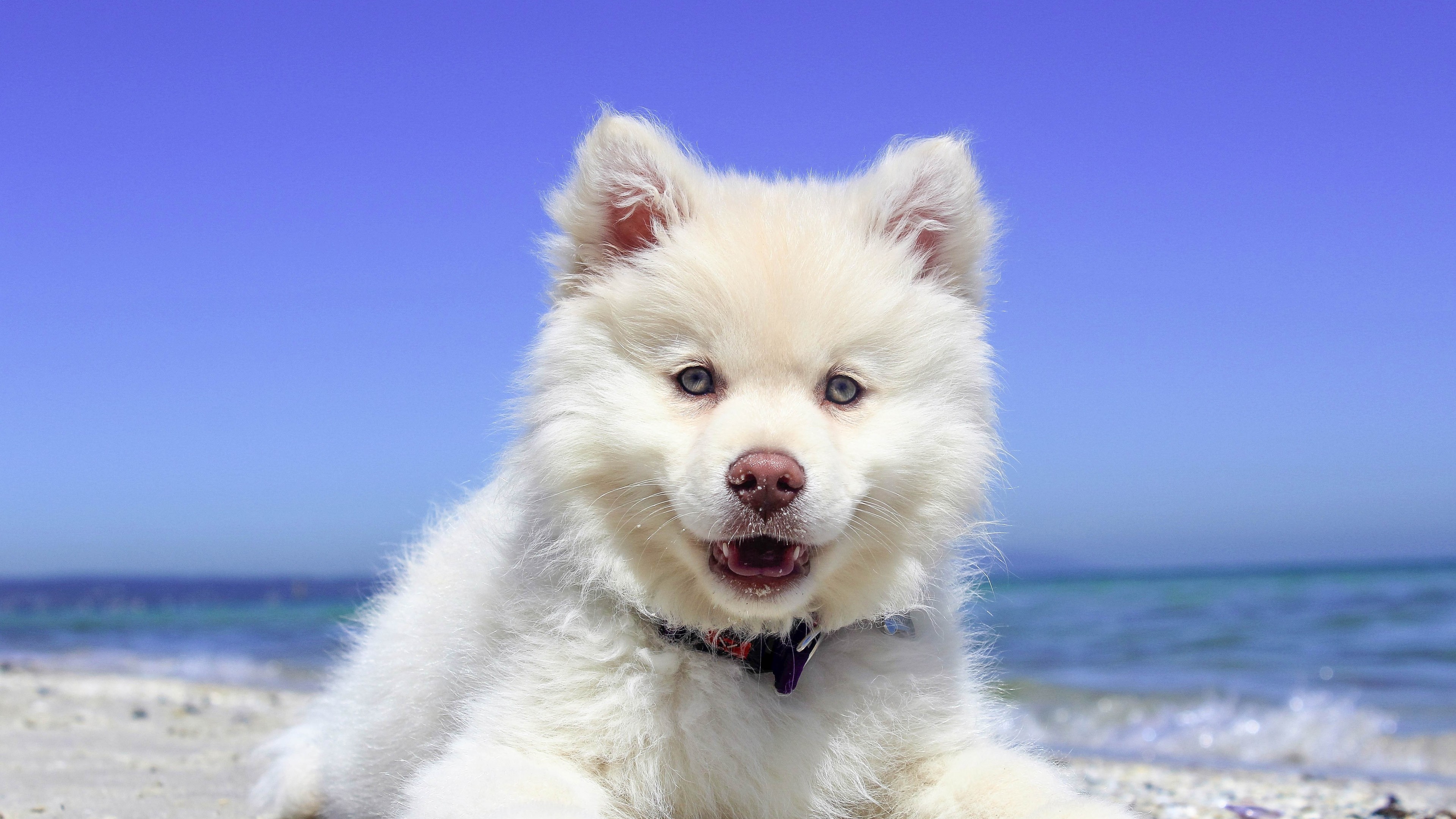 Обои природа, пейзаж, море, пляж, собака, щенок, самоед, nature, landscape, sea, beach, dog, puppy, samoyed разрешение 3840x2160 Загрузить