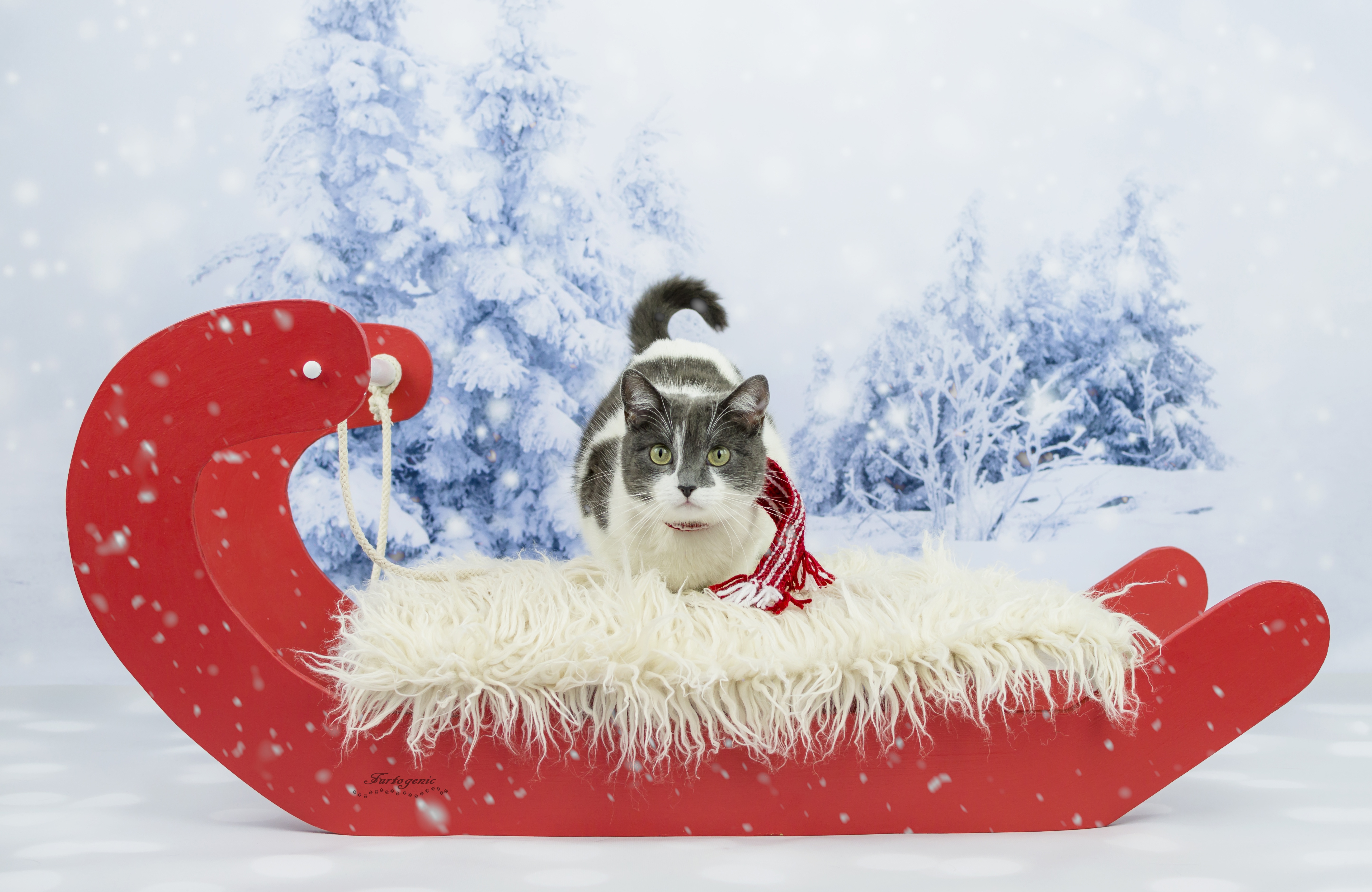 Обои зима, кот, кошка, взгляд, сани, фотосессия, шарфик, winter, cat, look, sleigh, photoshoot, scarf разрешение 5779x3757 Загрузить