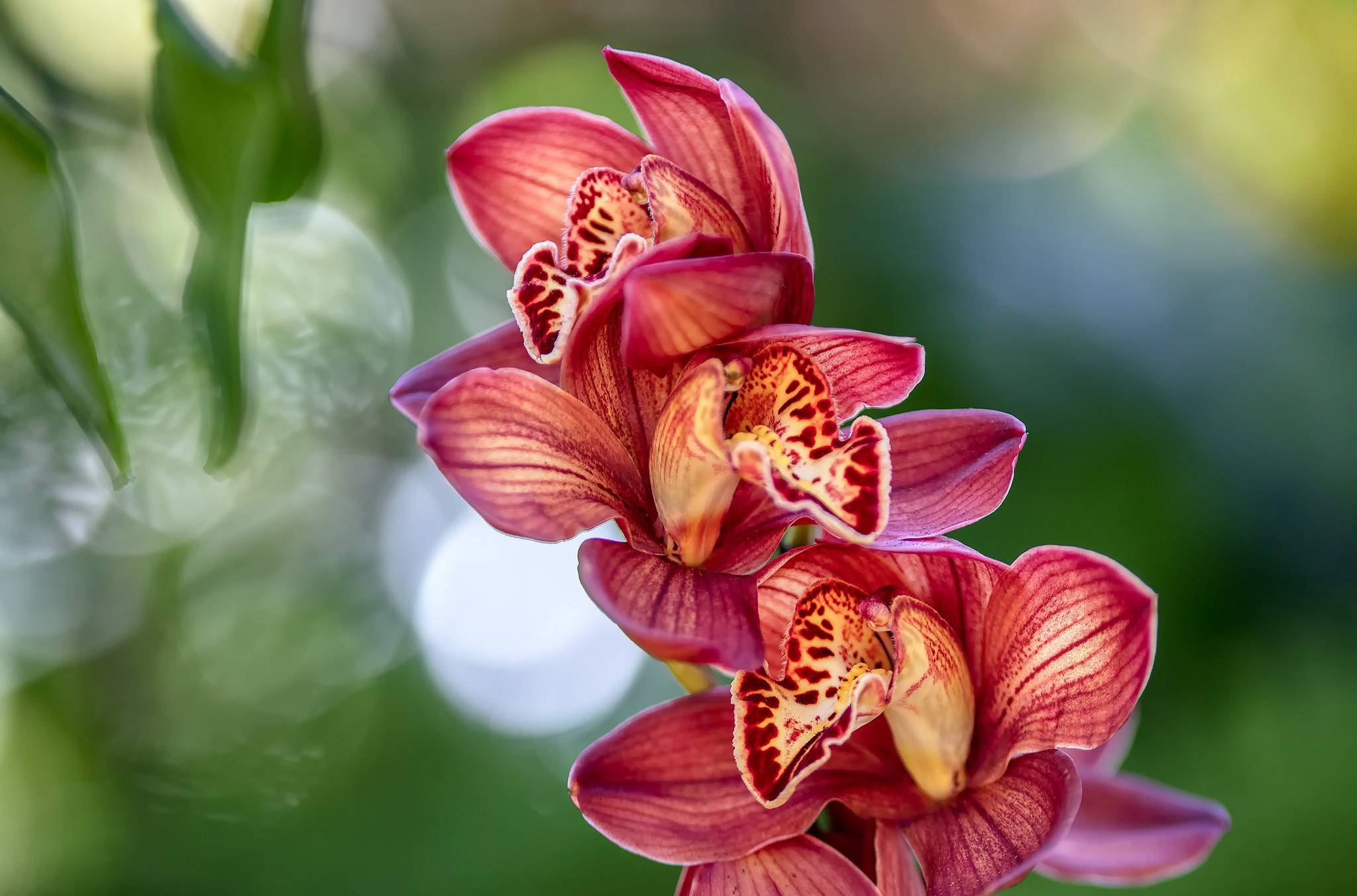 Обои цветы, экзотика, тропики, орхидея, flowers, exotic, tropics, orchid разрешение 2048x1352 Загрузить