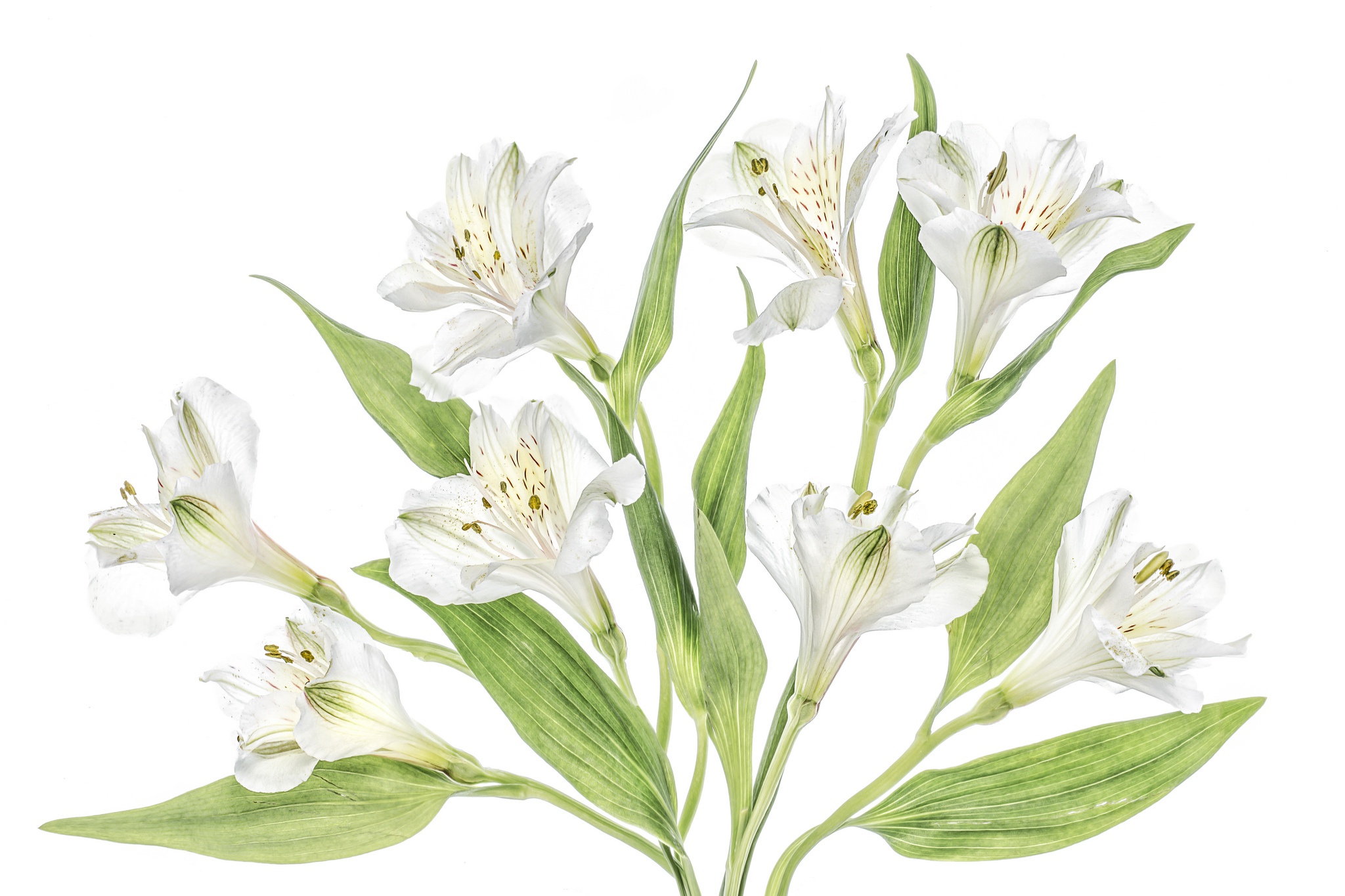 Обои цветы, макро, белая, альстромерия, flowers, macro, white, alstroemeria разрешение 2048x1365 Загрузить