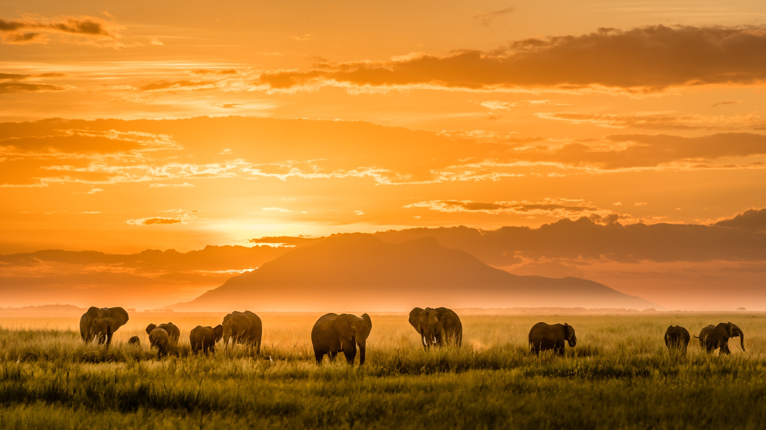 Обои свет, горы, африка, слоны, light, mountains, africa, elephants разрешение 2500x1406 Загрузить