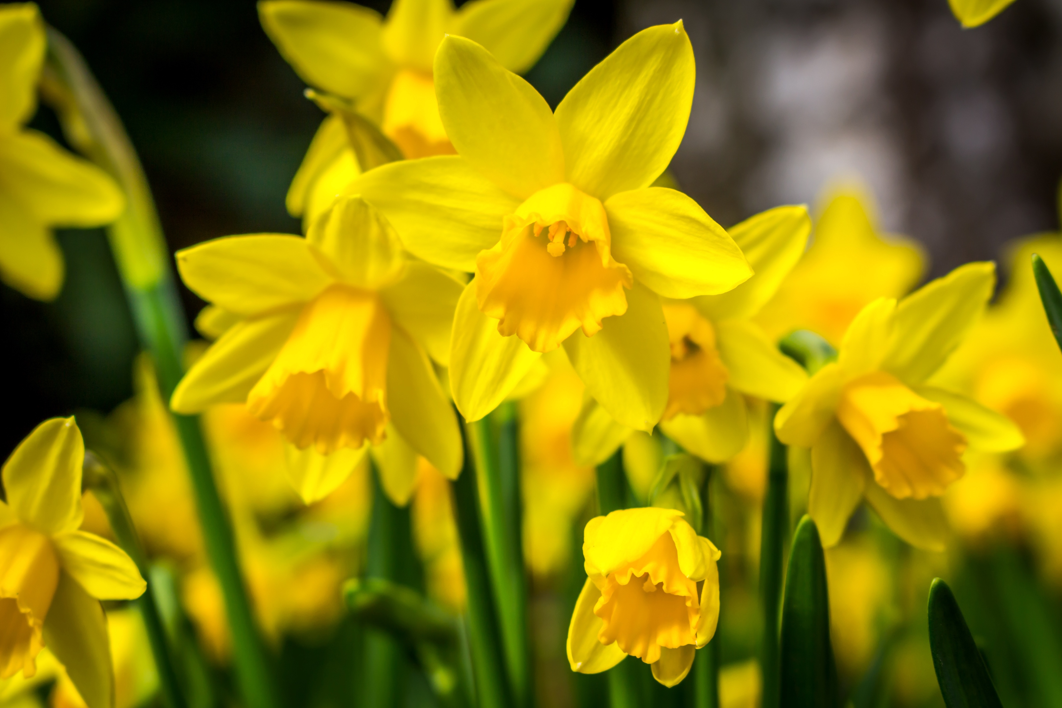 Обои цветы, макро, весна, нарциссы, желтые, flowers, macro, spring, daffodils, yellow разрешение 3600x2400 Загрузить