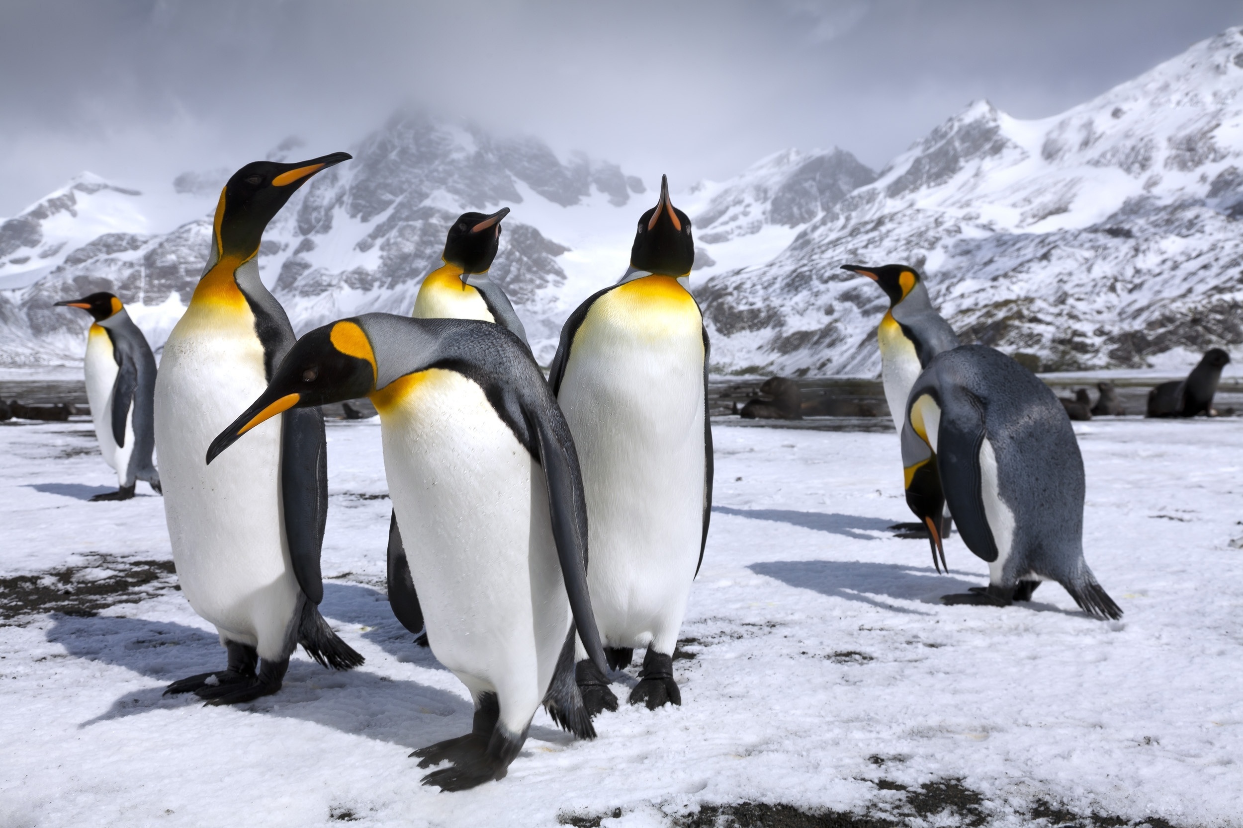 Где есть пингвины. Королевский Пингвин в Антарктиде. Пингвин Aptenodytes Demersa. Королевский Пингвин Aptenodytes patagonicus. Пингвины в Антарктиде.