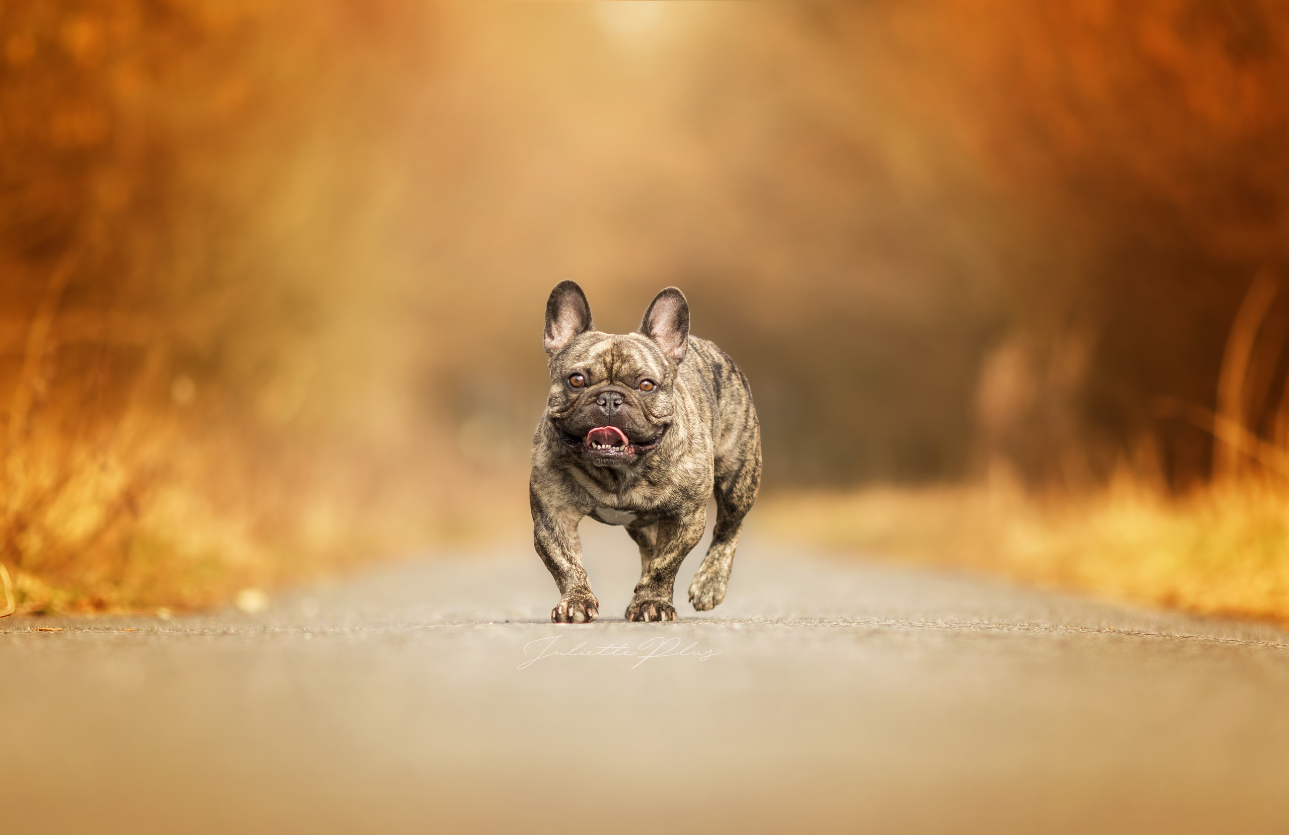 Обои дорога, фон, собака, французский бульдог, road, background, dog, french bulldog разрешение 2560x1659 Загрузить