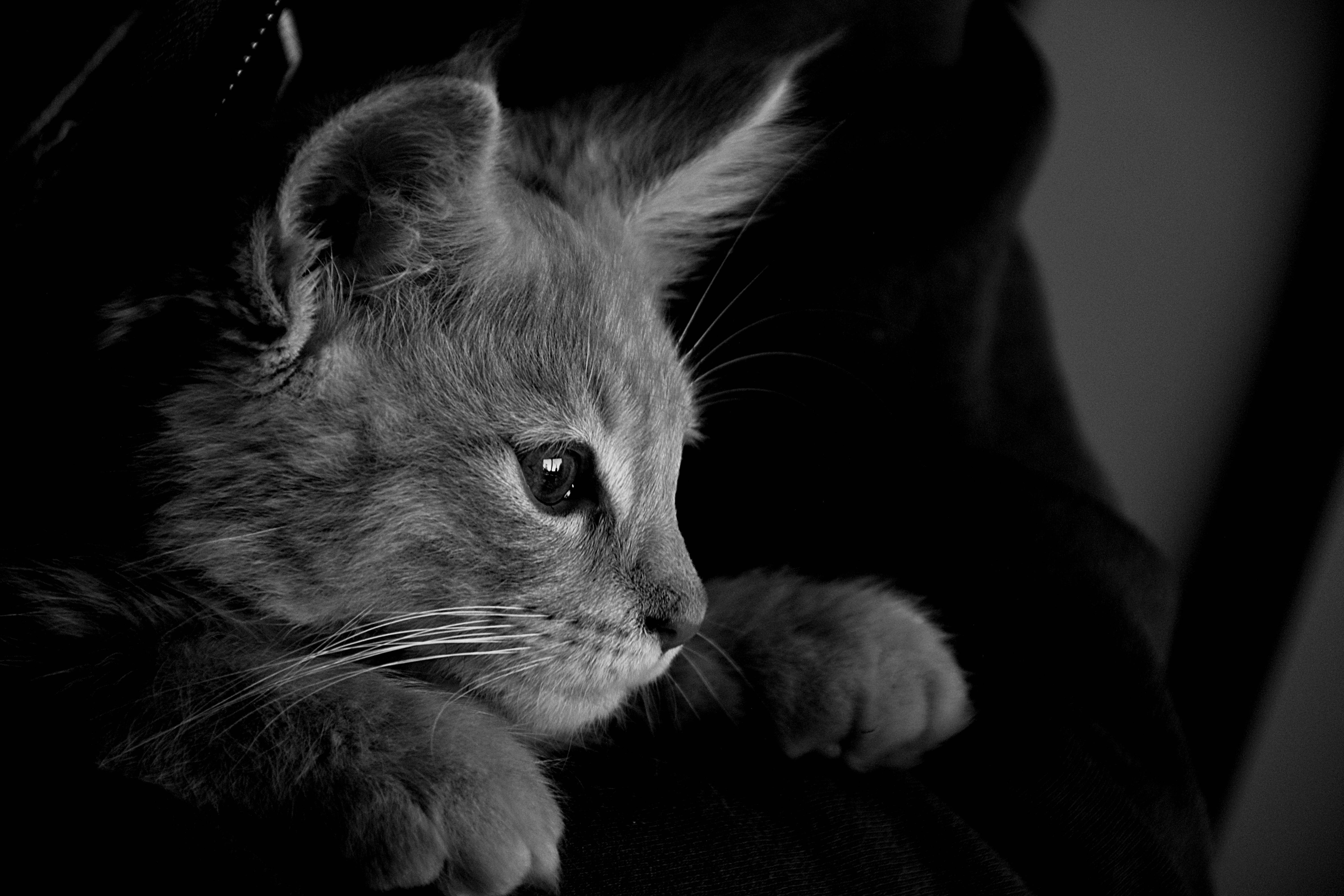 Обои кот, кошка, чёрно-белое, серый, монохромный, cat, black and white, grey, monochrome разрешение 6000x4000 Загрузить