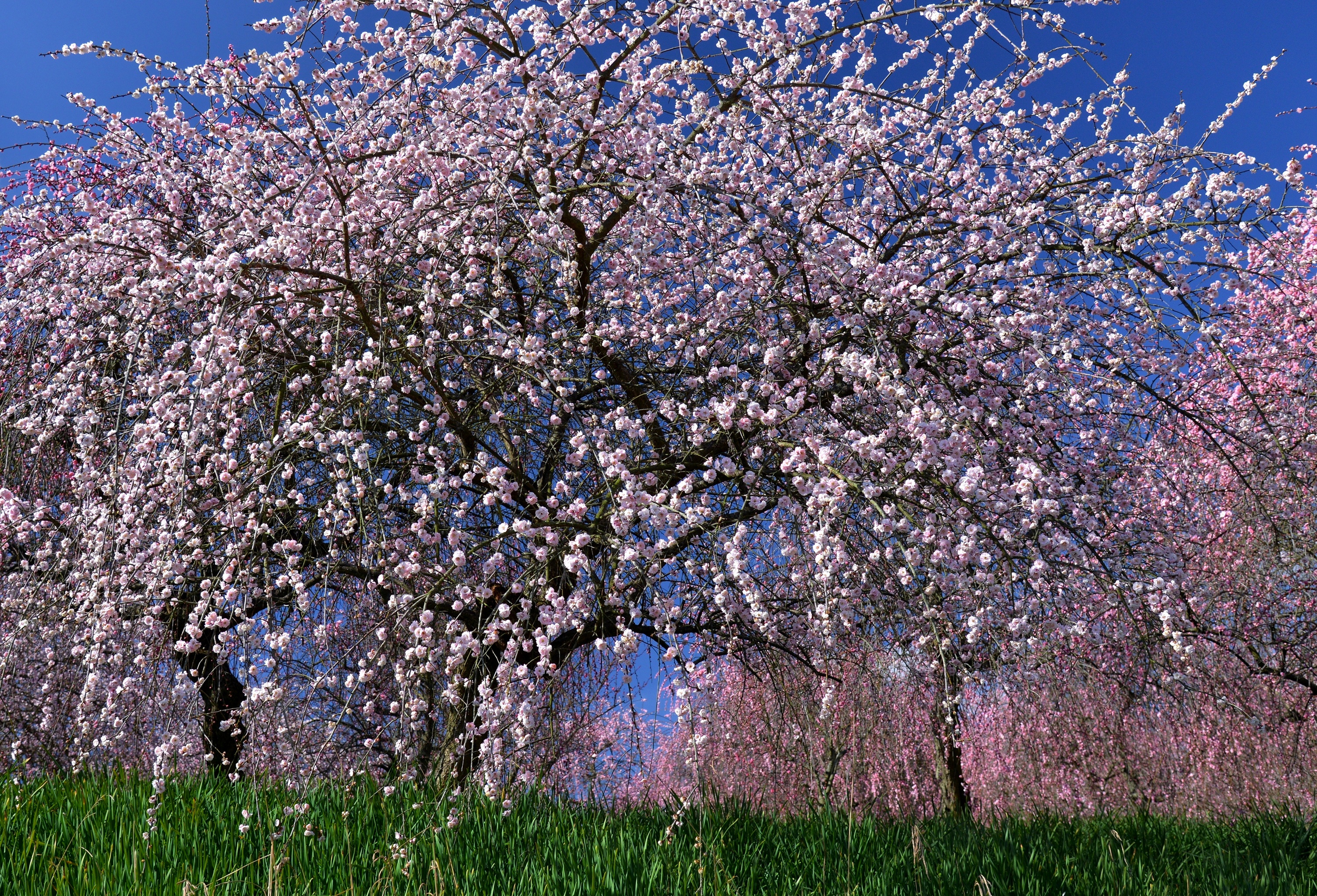 Какое дерево зацветает первым весной. Prunus Americana дерево. Вишня дерево цветение. Ташкент цветение черешни.