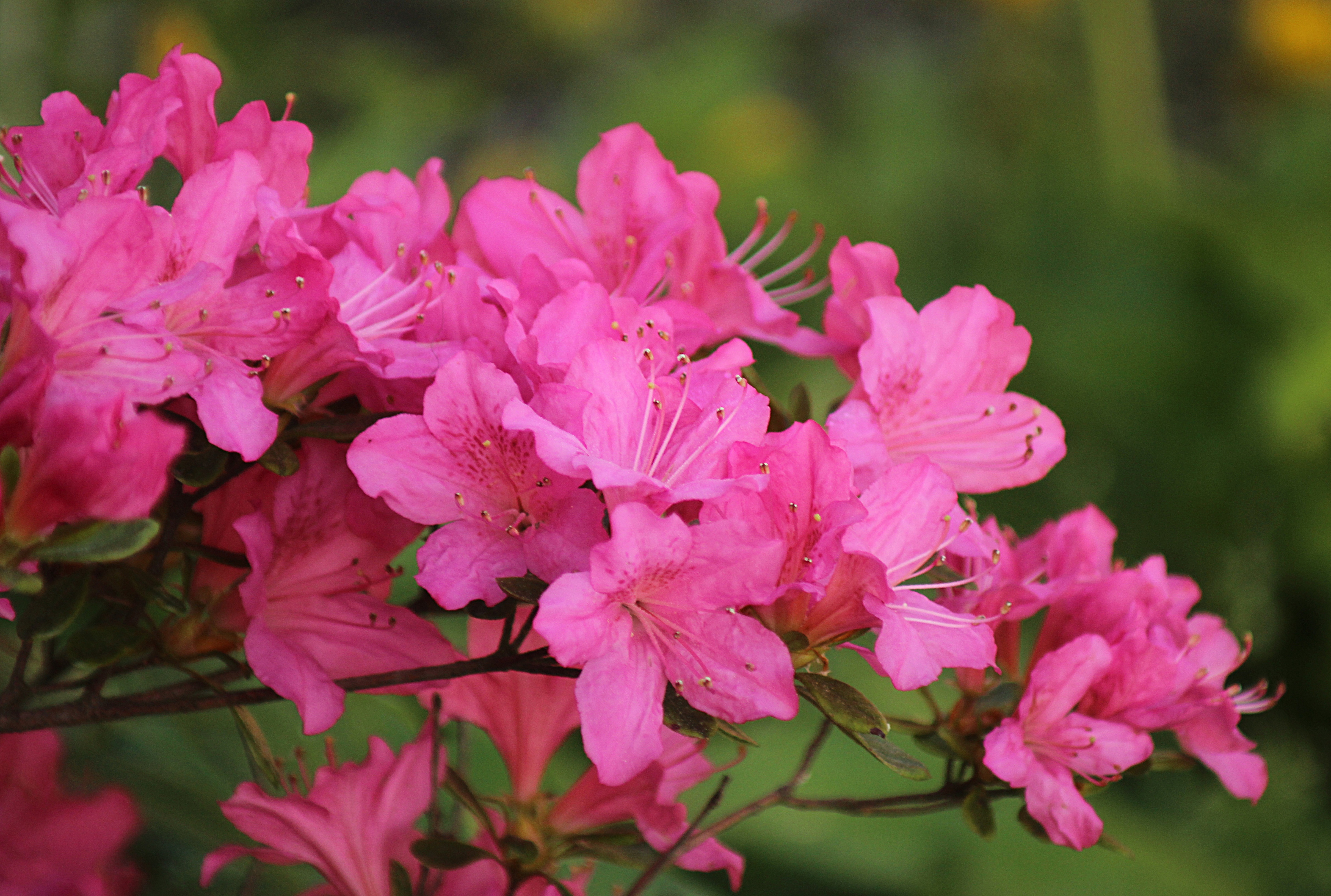 Обои цветение, весна, розовые цветы, весенние, азалия, рододендрон, flowering, spring, pink flowers, azalea, rhododendron разрешение 4842x3261 Загрузить
