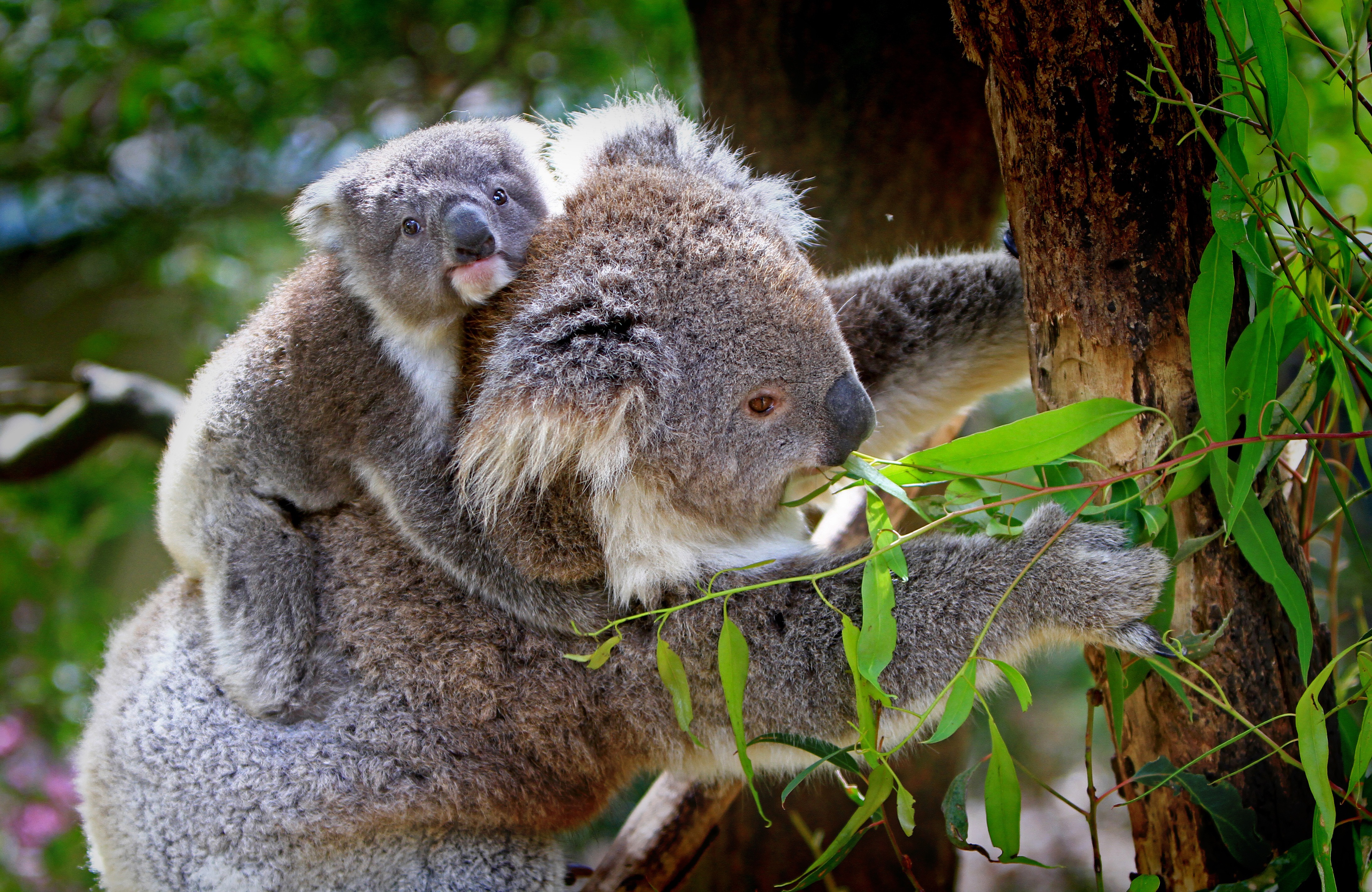 Обои природа, дерево, животные, бамбук, детеныш, коала, коалы, эвкалипт, nature, tree, animals, bamboo, cub, koala, koalas, eucalyptus разрешение 4374x2844 Загрузить