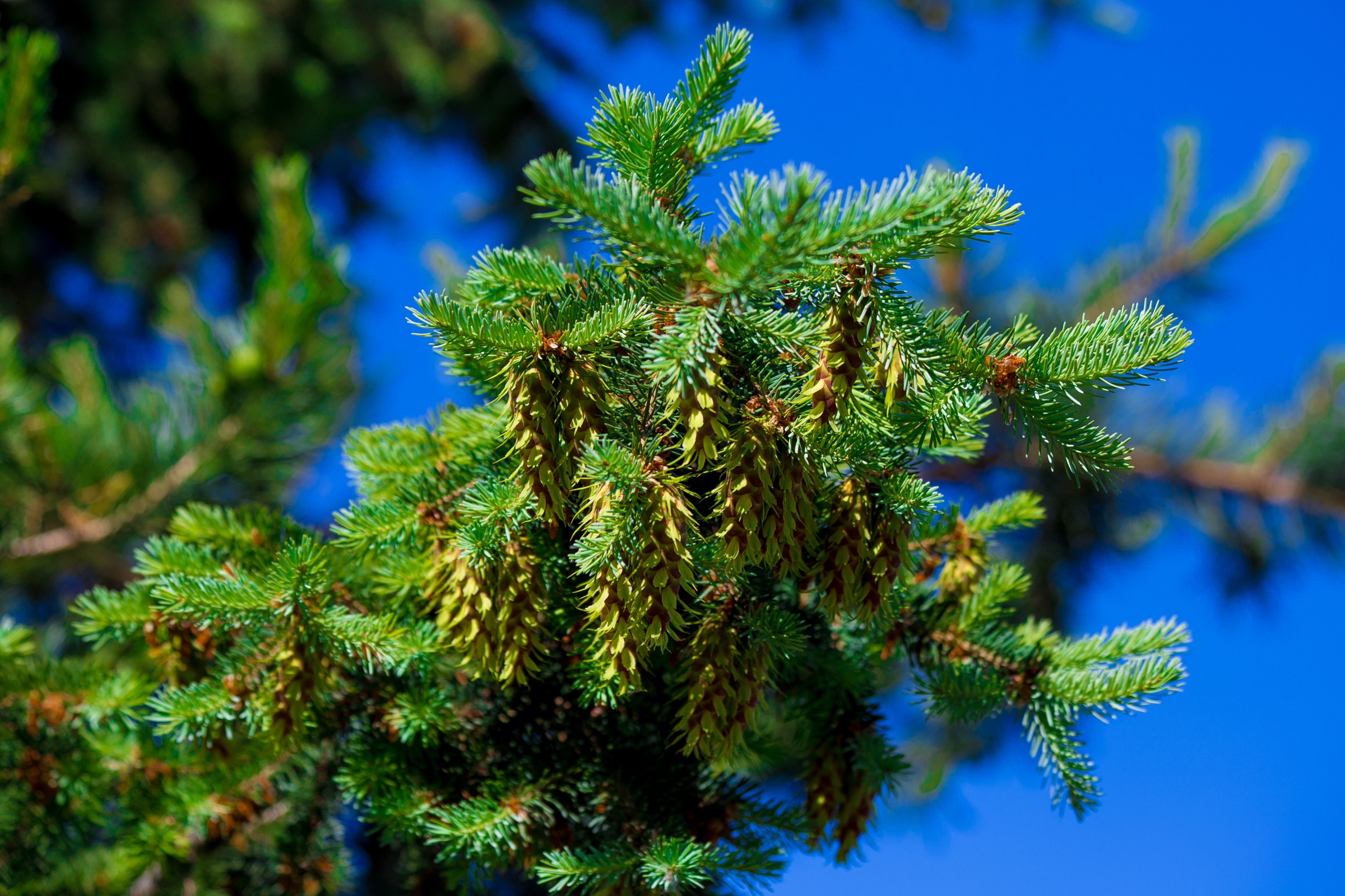 Обои небо, природа, дерево, хвоя, ветки, ель, шишки, the sky, nature, tree, needles, branches, spruce, bumps разрешение 2400x1600 Загрузить