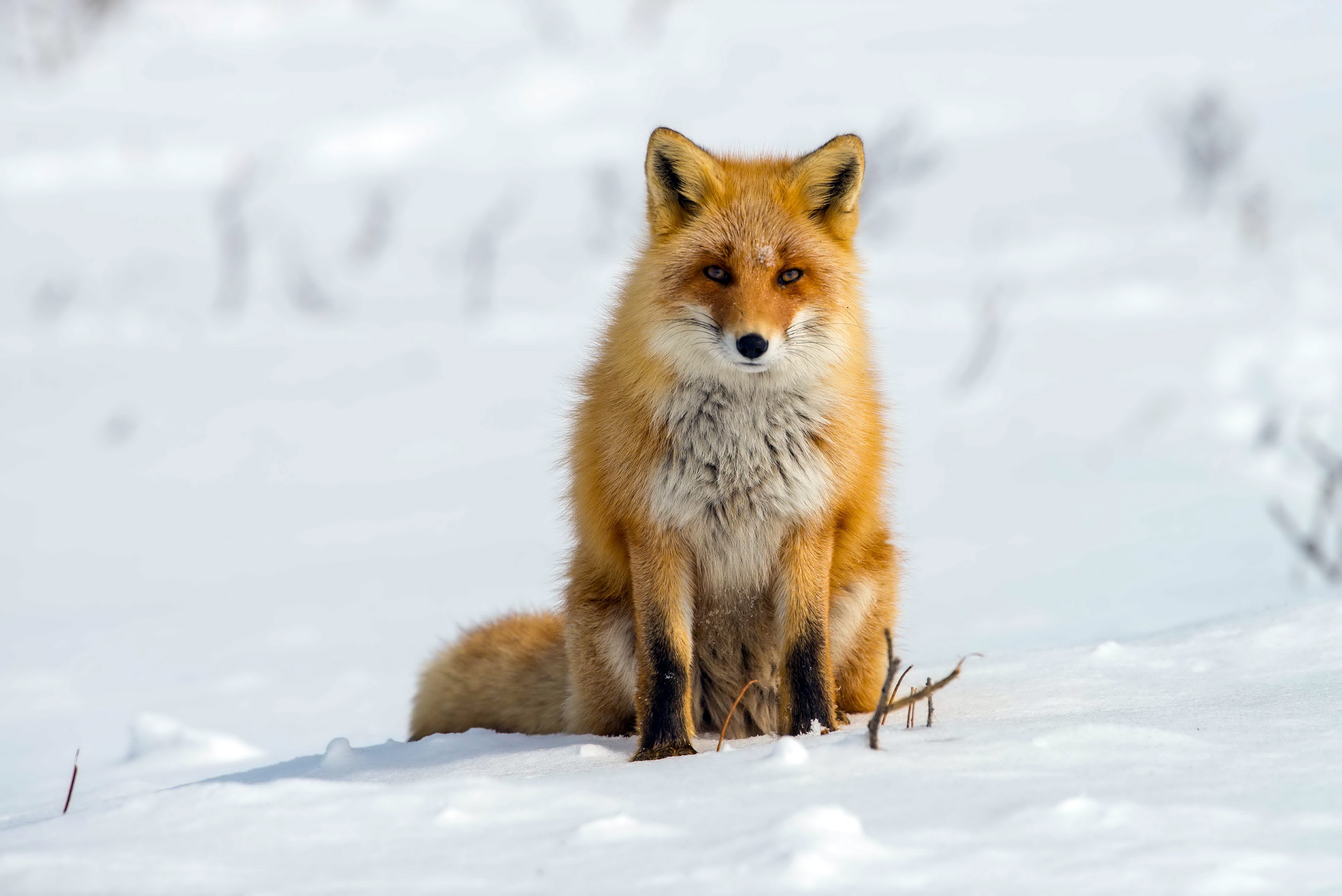 Обои снег, зима, лиса, лисица, snow, winter, fox разрешение 2560x1709 Загрузить