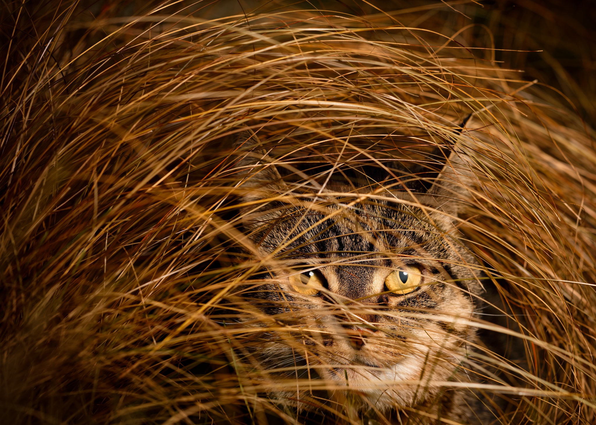 природа животные кот трава деревья nature animals cat grass trees без смс