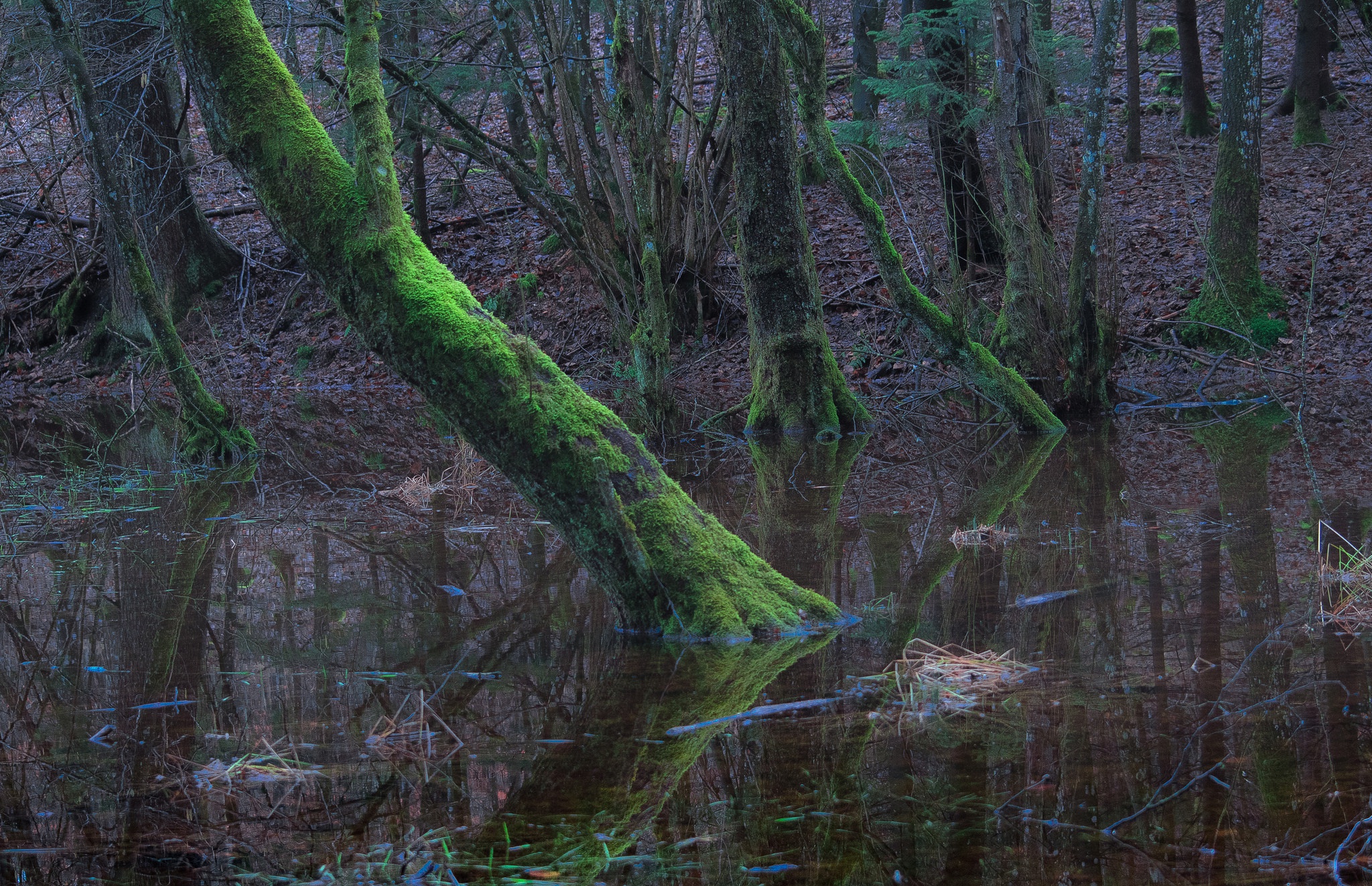 Обои деревья, вода, лес, мох, trees, water, forest, moss разрешение 2048x1323 Загрузить