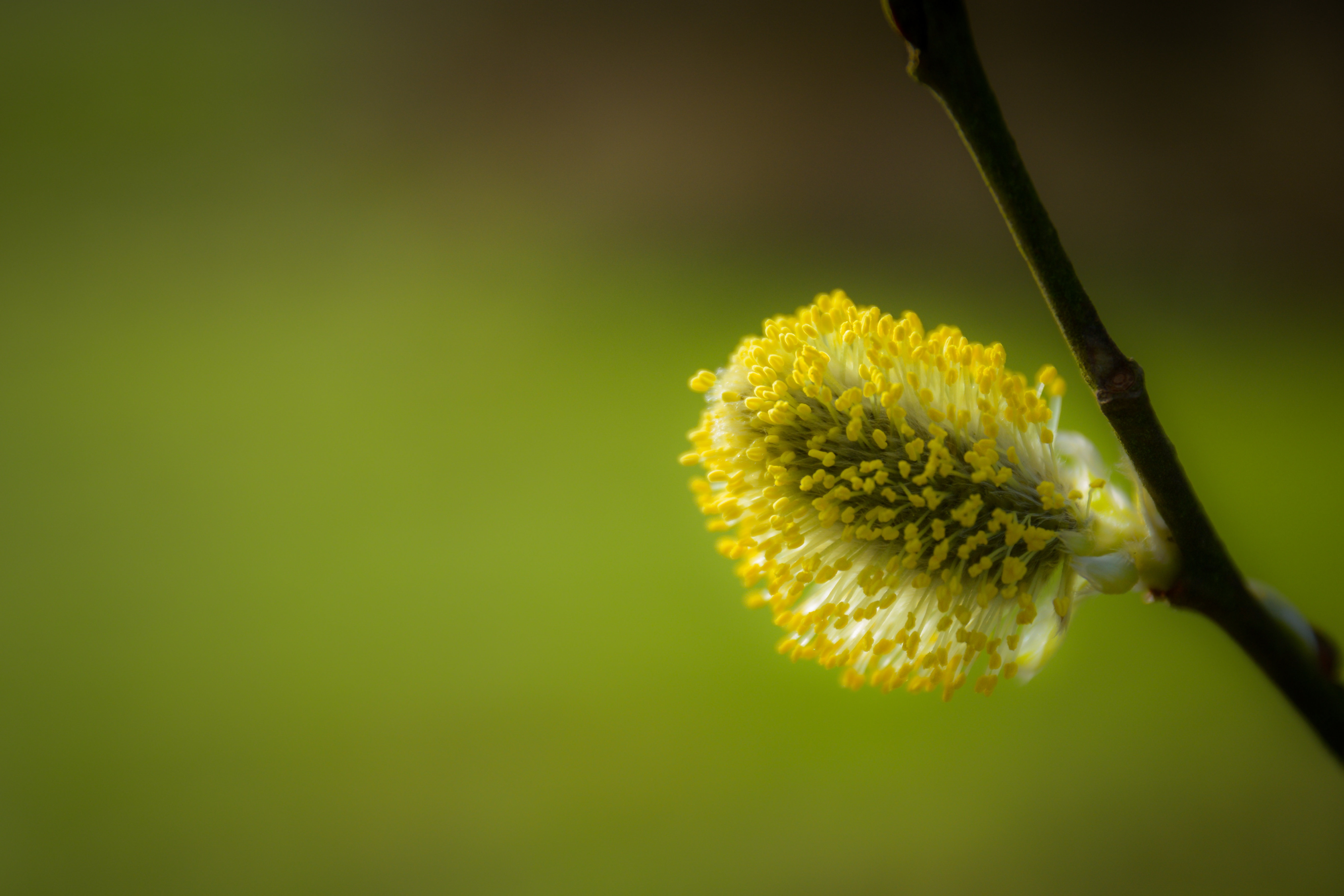 Обои природа, дерево, макро, весна, ива, верба, nature, tree, macro, spring, iva, verba разрешение 5272x3515 Загрузить