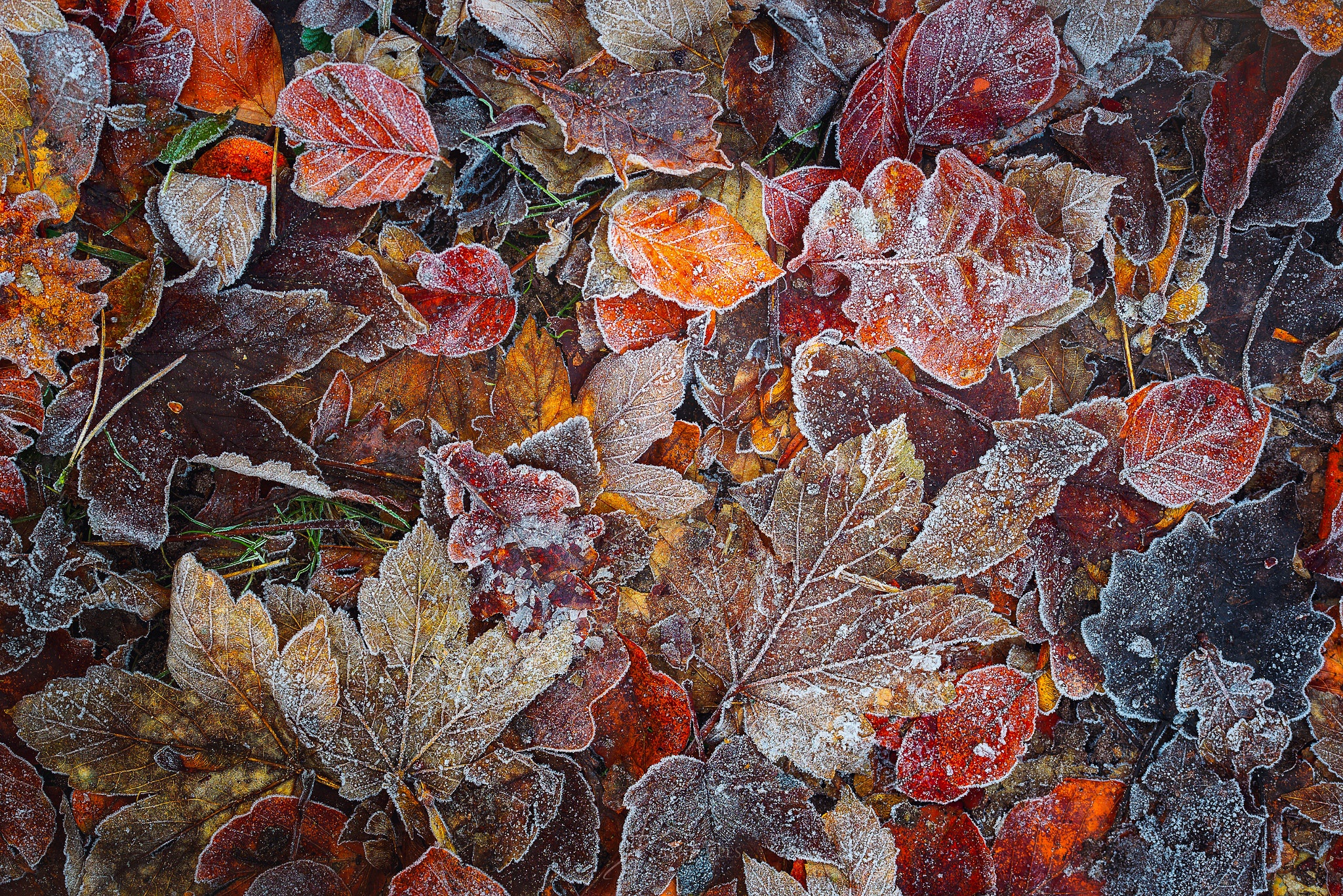 Обои природа, лес, листья, макро, мороз, листва, иней, осень, nature, forest, leaves, macro, frost, foliage, autumn разрешение 2048x1367 Загрузить