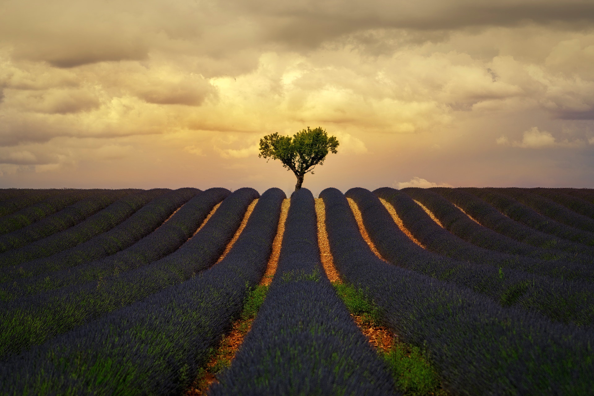 Обои облака, природа, дерево, поле, лаванда, лето, clouds, nature, tree, field, lavender, summer разрешение 1920x1280 Загрузить