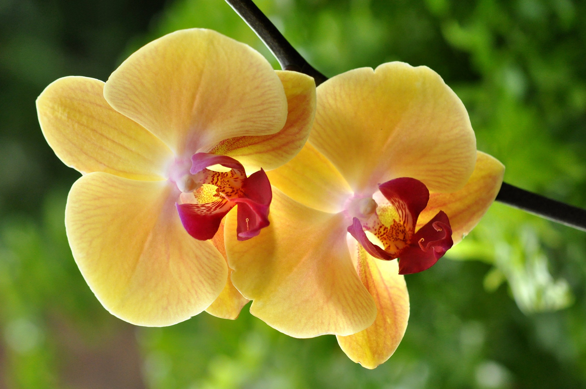 Красно желтая орхидея. Фаленопсис Аполлон жёлтый. Орхидея фаленопсис Еллоу. Жёлтая Орхидея фаленопсис.