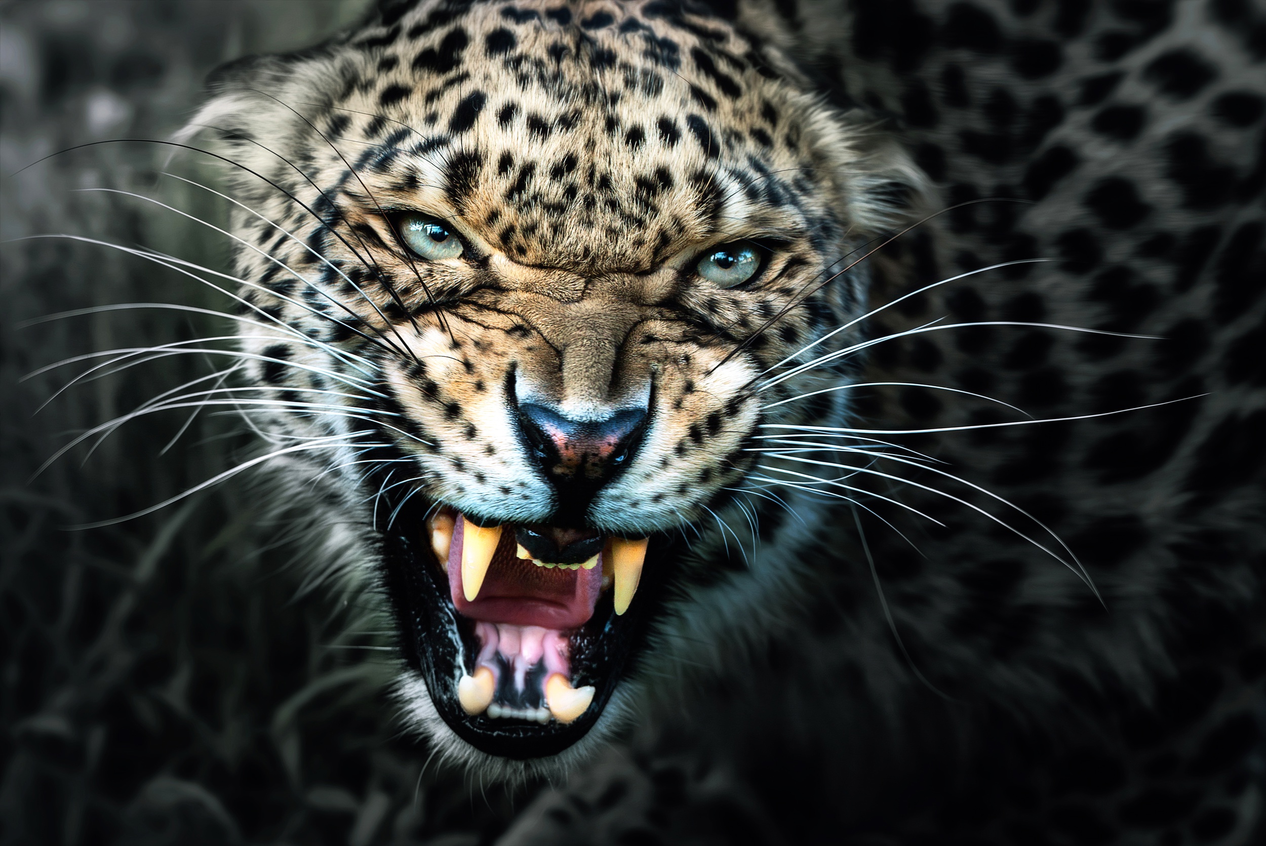 Обои леопард, клыки, хищник, оскал, leopard, fangs, predator, grin разрешение 2500x1671 Загрузить