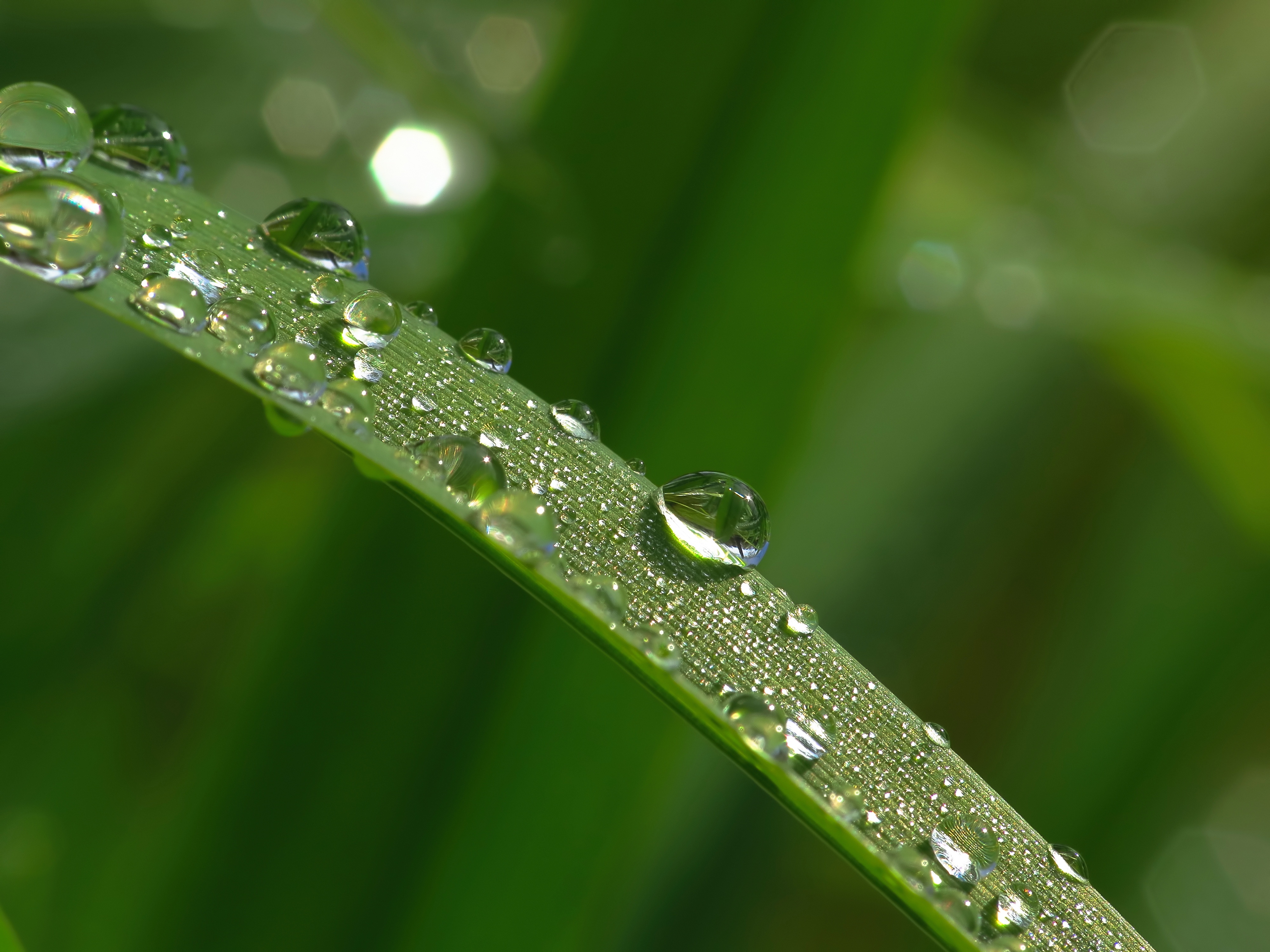 Обои трава, макро, утро, роса, капли, травинка,  листья, грин, grass, macro, morning, rosa, drops, a blade of grass, leaves, green разрешение 4000x3000 Загрузить