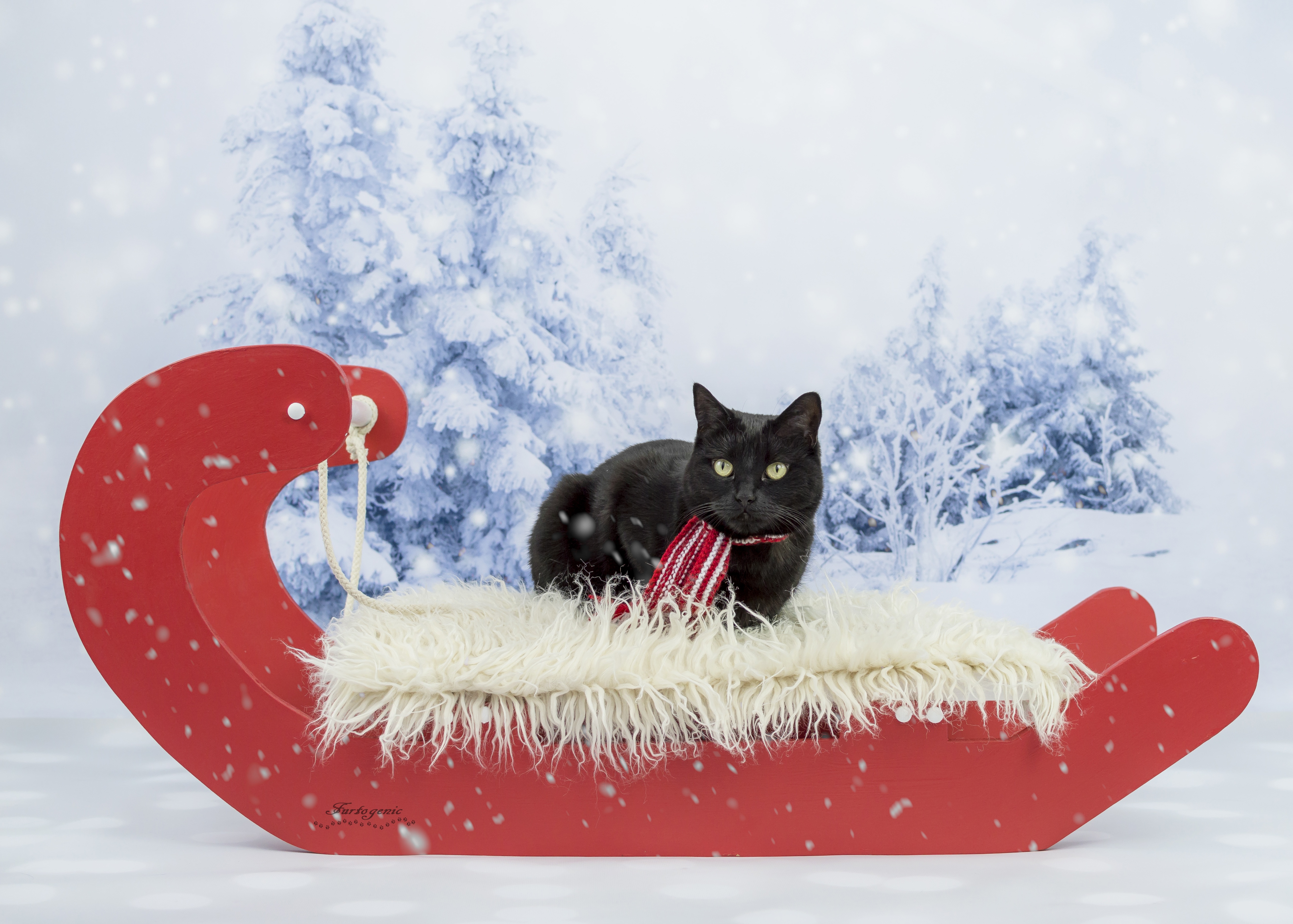 Обои зима, кот, кошка, взгляд, черный, сани, фотосессия, шарфик, winter, cat, look, black, sleigh, photoshoot, scarf разрешение 5106x3649 Загрузить