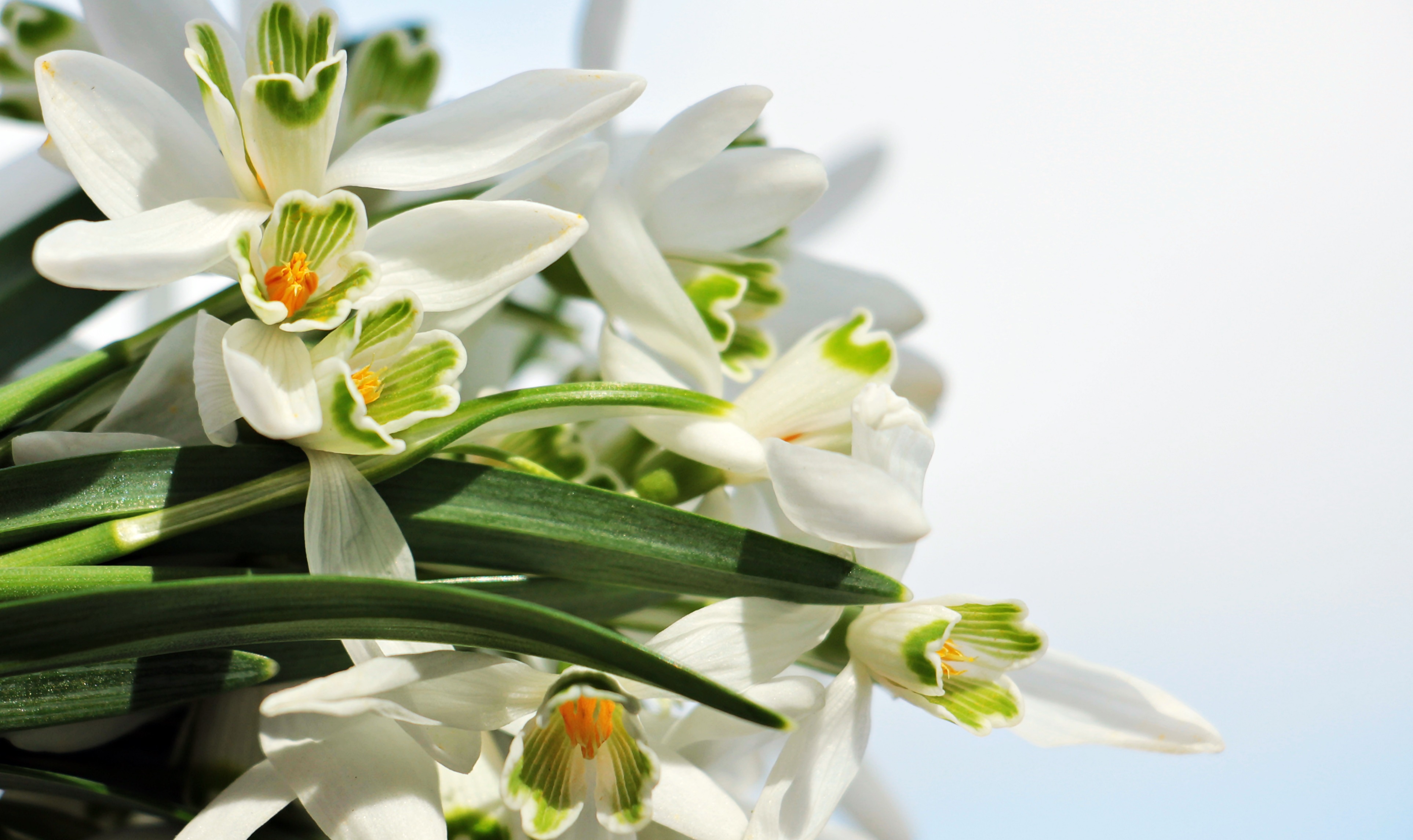 Обои цветы, листья, макро, весна, подснежники, flowers, leaves, macro, spring, snowdrops разрешение 3852x2290 Загрузить