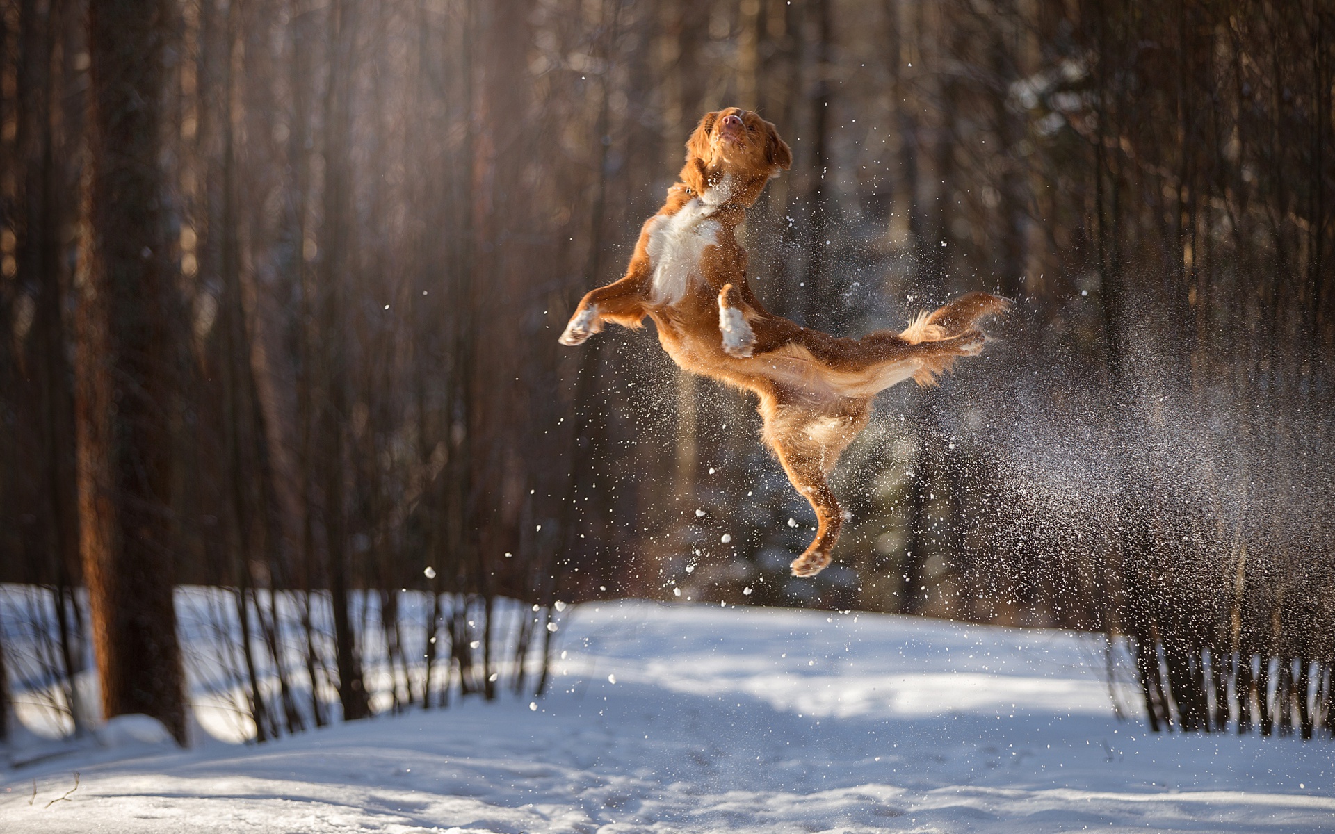 природа животные собаки деревья трава снег зима без смс
