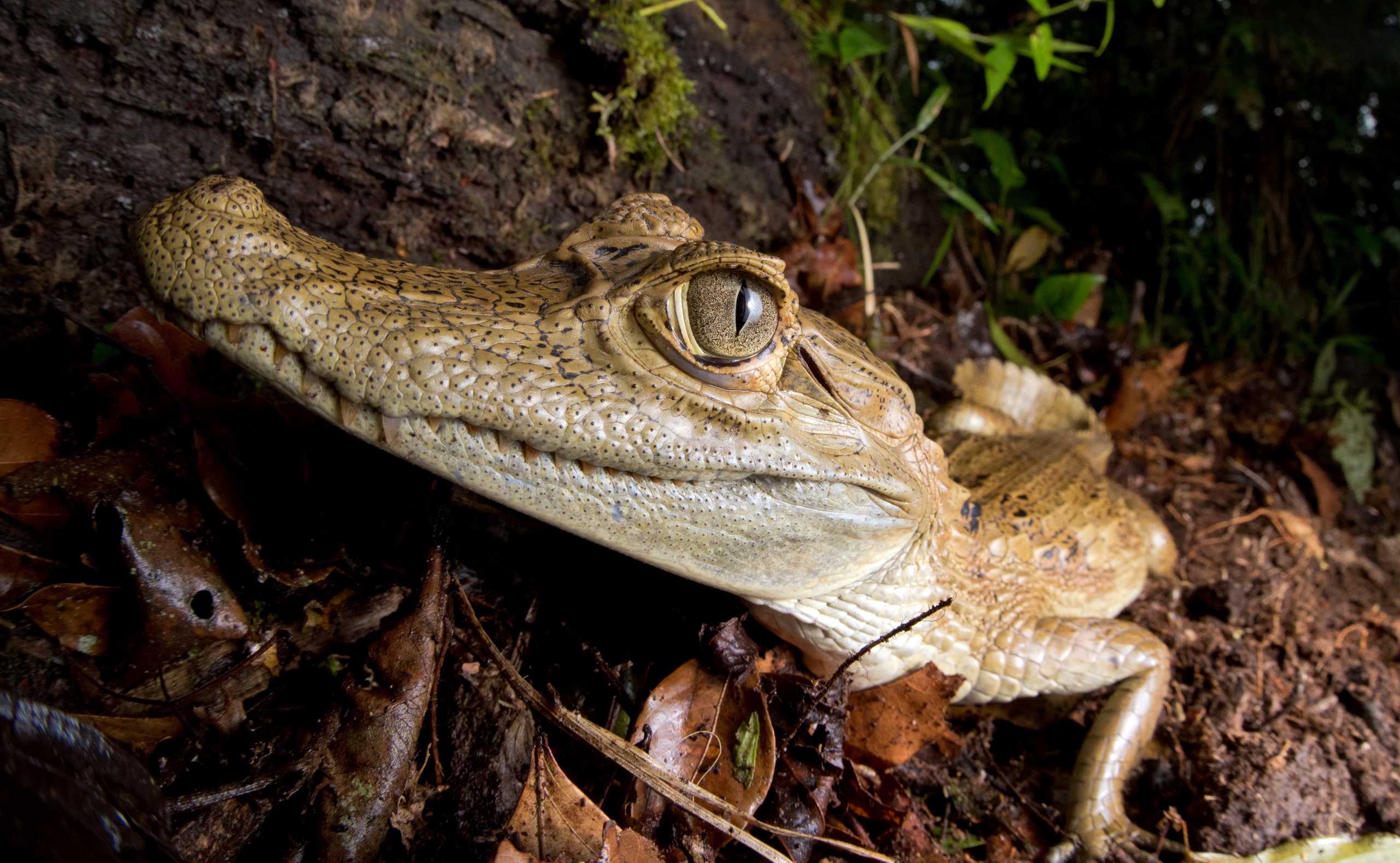 Обои глаза, природа, фон, крокодил, кайман, eyes, nature, background, crocodile разрешение 2560x1578 Загрузить