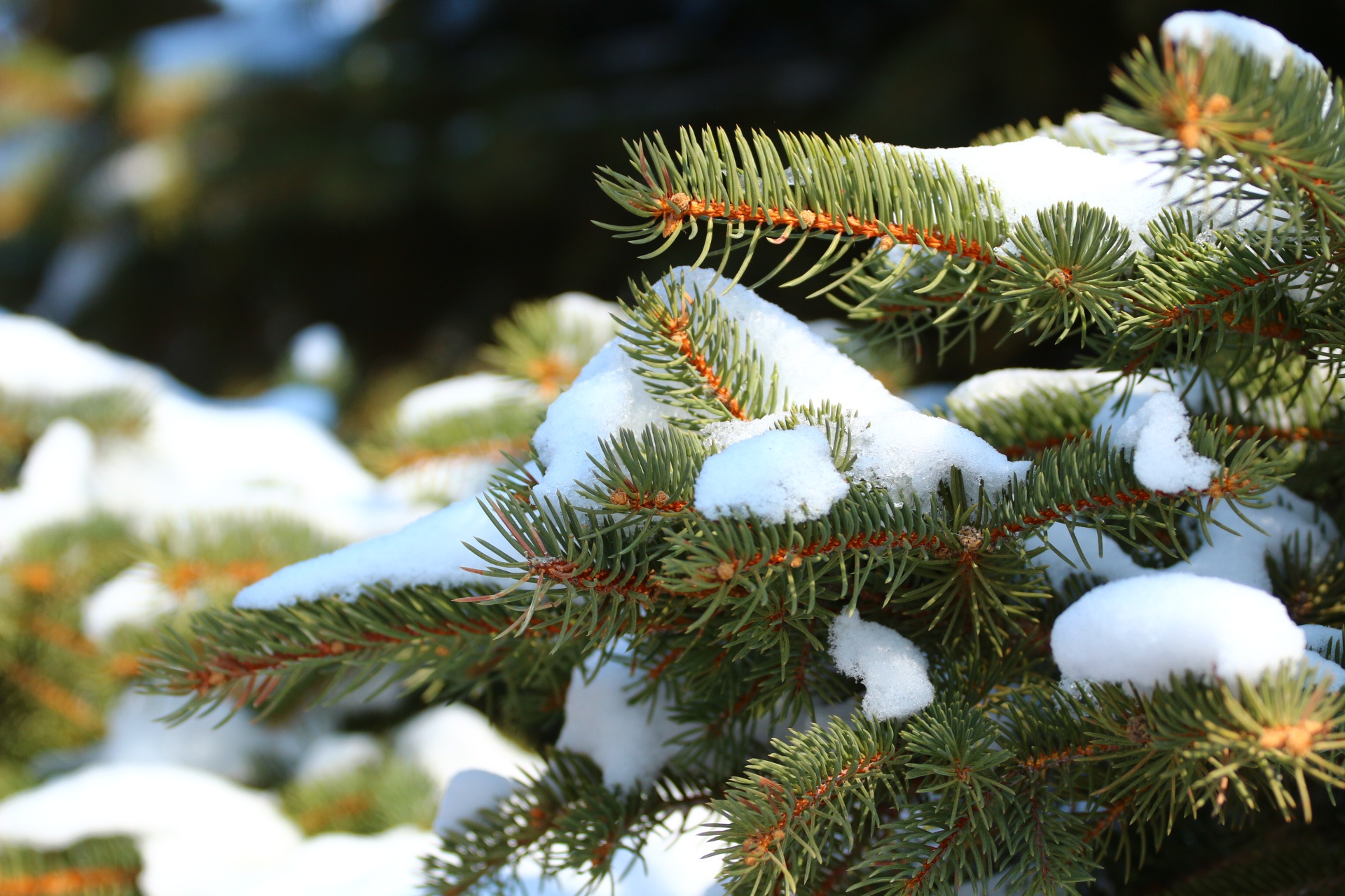 Обои снег, природа, хвоя, зима, ель, иголки, snow, nature, needles, winter, spruce разрешение 1920x1280 Загрузить