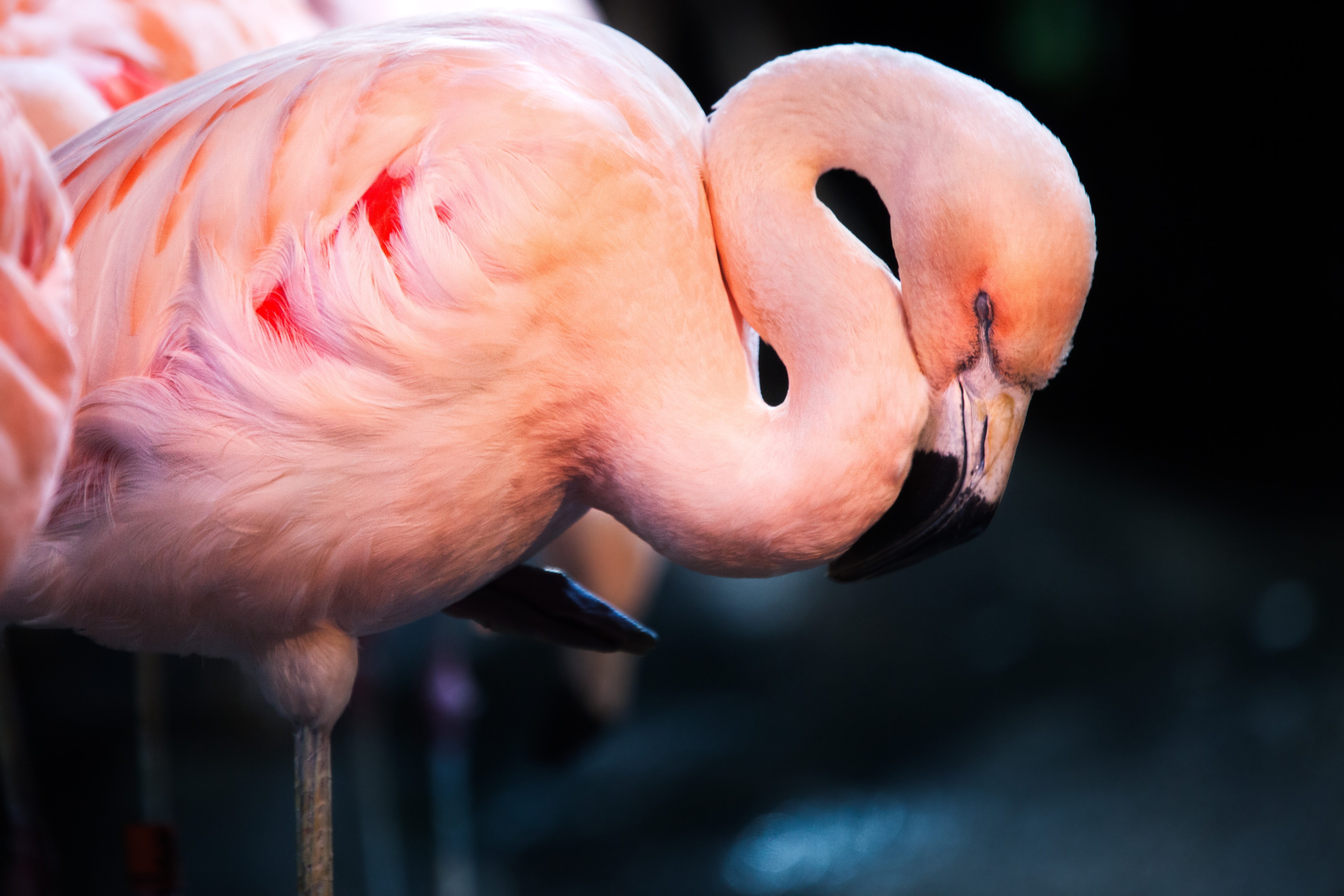 Обои фламинго, сон, птица, flamingo, sleep, bird разрешение 5333x3555 Загрузить
