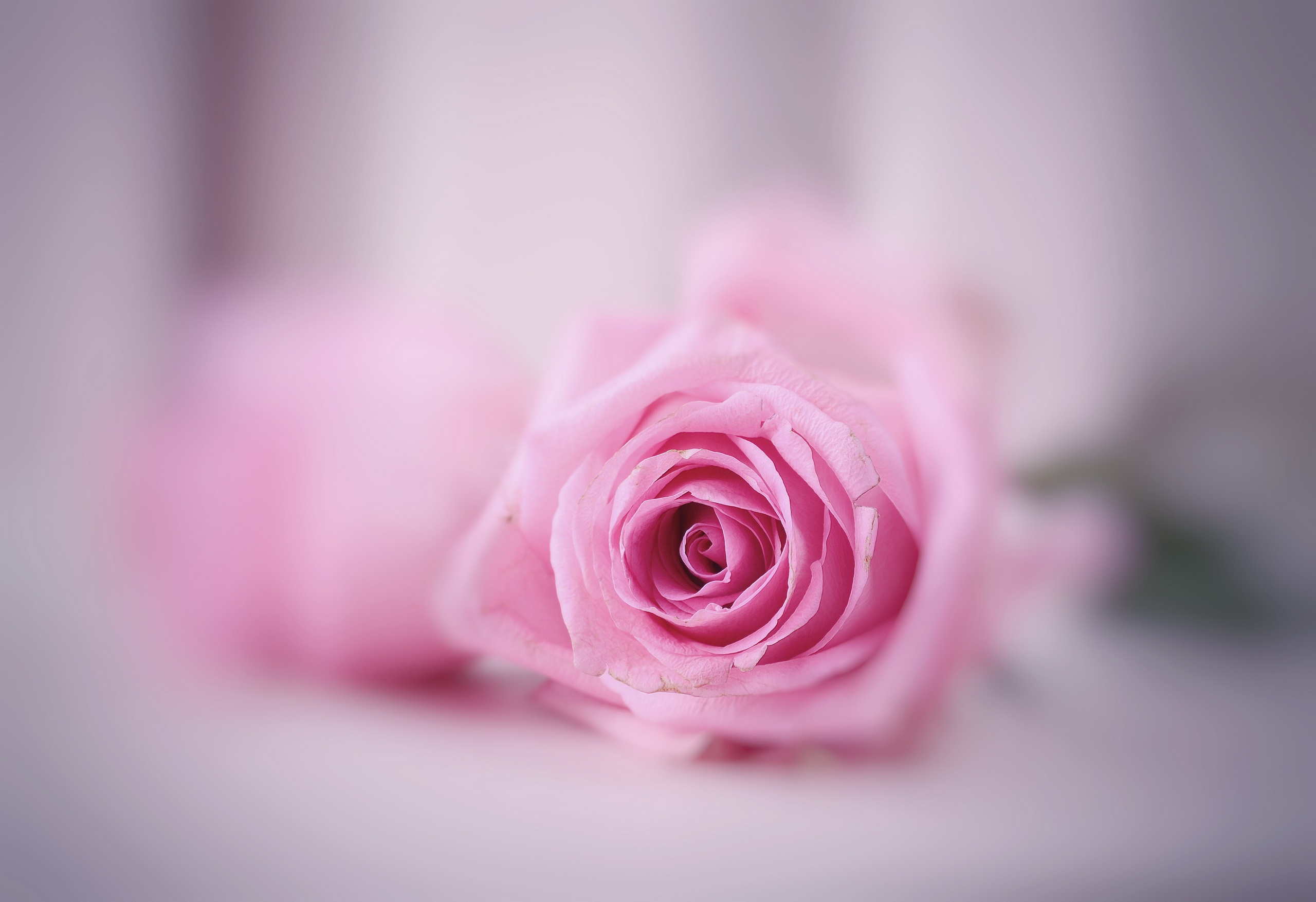 Бело розовые тона. Нежный цветок. Бледно розовые цветы. Нежные цвета.