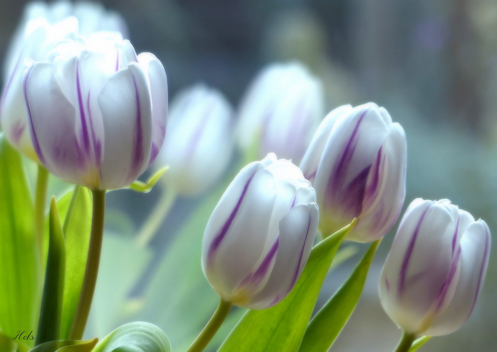 тюльпаны блики весна свет без смс