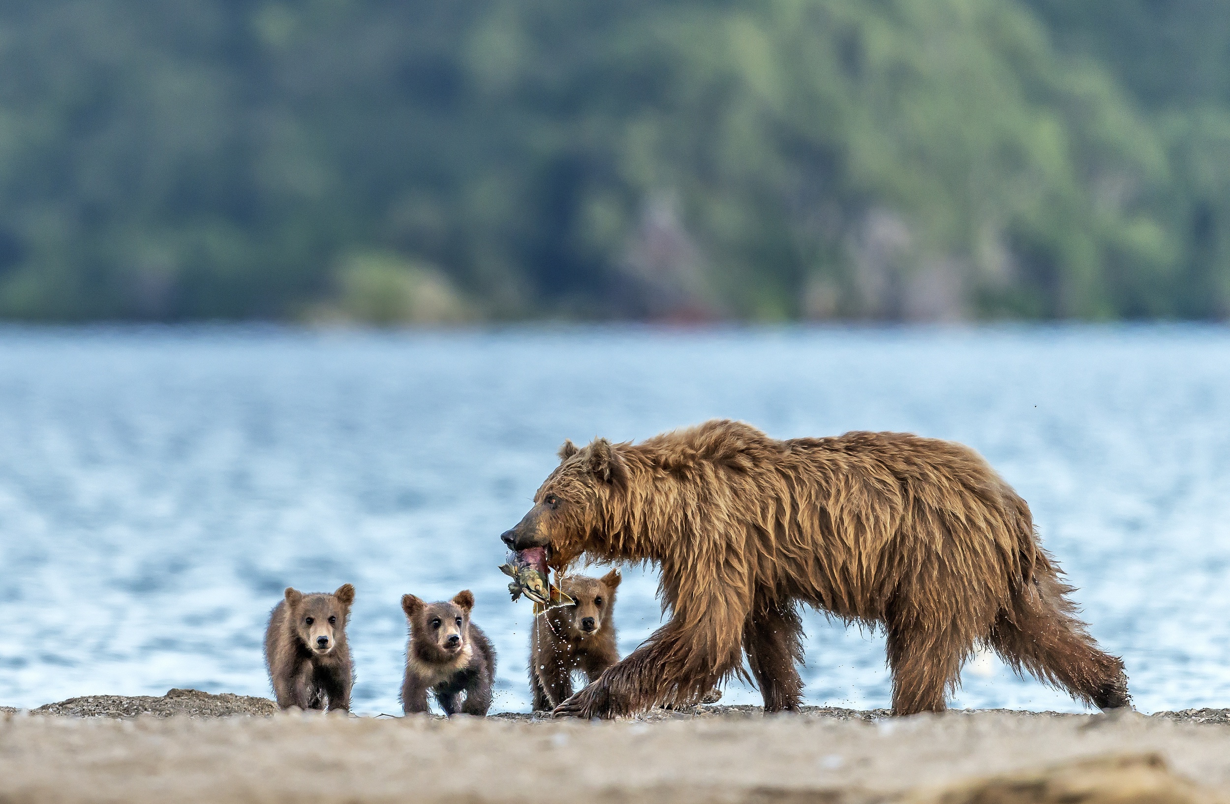 Обои рыба, медведи, улов, медведица, медвежата, fish, bears, catch, bear разрешение 2500x1634 Загрузить