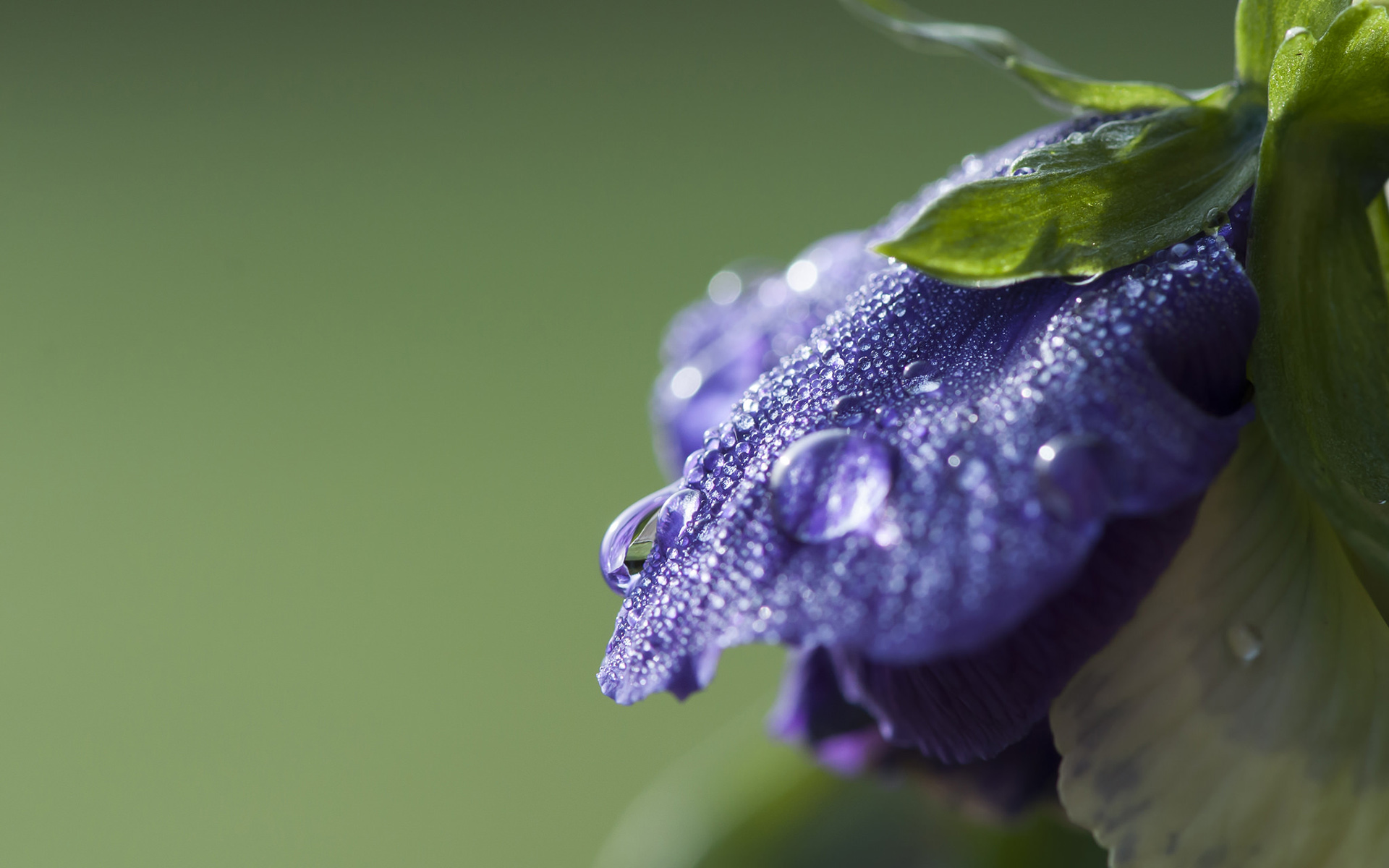 Обои вода, макро, синий, цветок, капли, лепестки, буто, water, macro, blue, flower, drops, petals, butoh разрешение 1920x1200 Загрузить