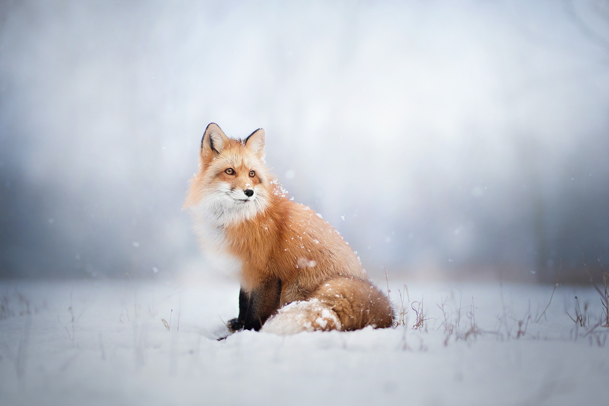 Обои снег, зима, лиса, лисица, животное, snow, winter, fox, animal разрешение 2048x1365 Загрузить