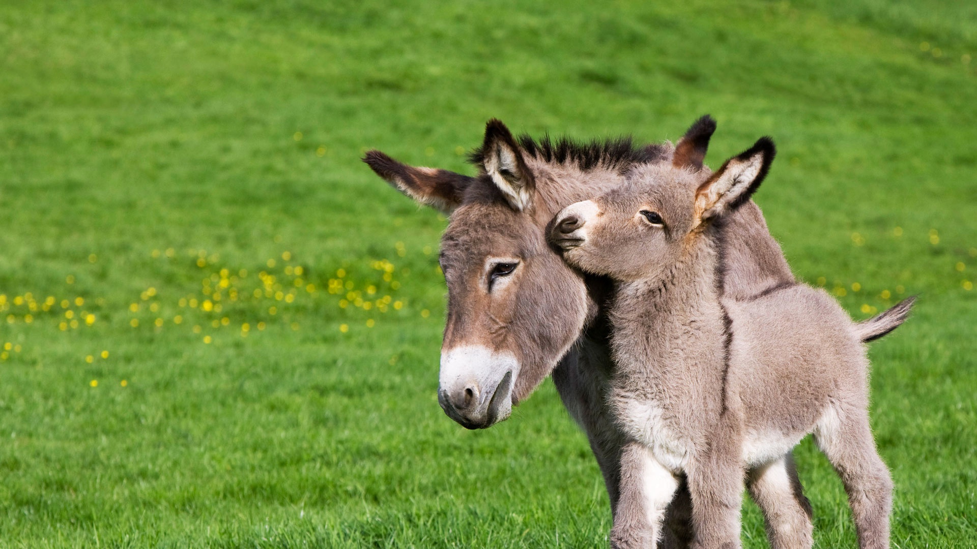 Обои франция, осел, нормандия, жеребенок, ослик, france, donkey, normandy, foal разрешение 1920x1080 Загрузить