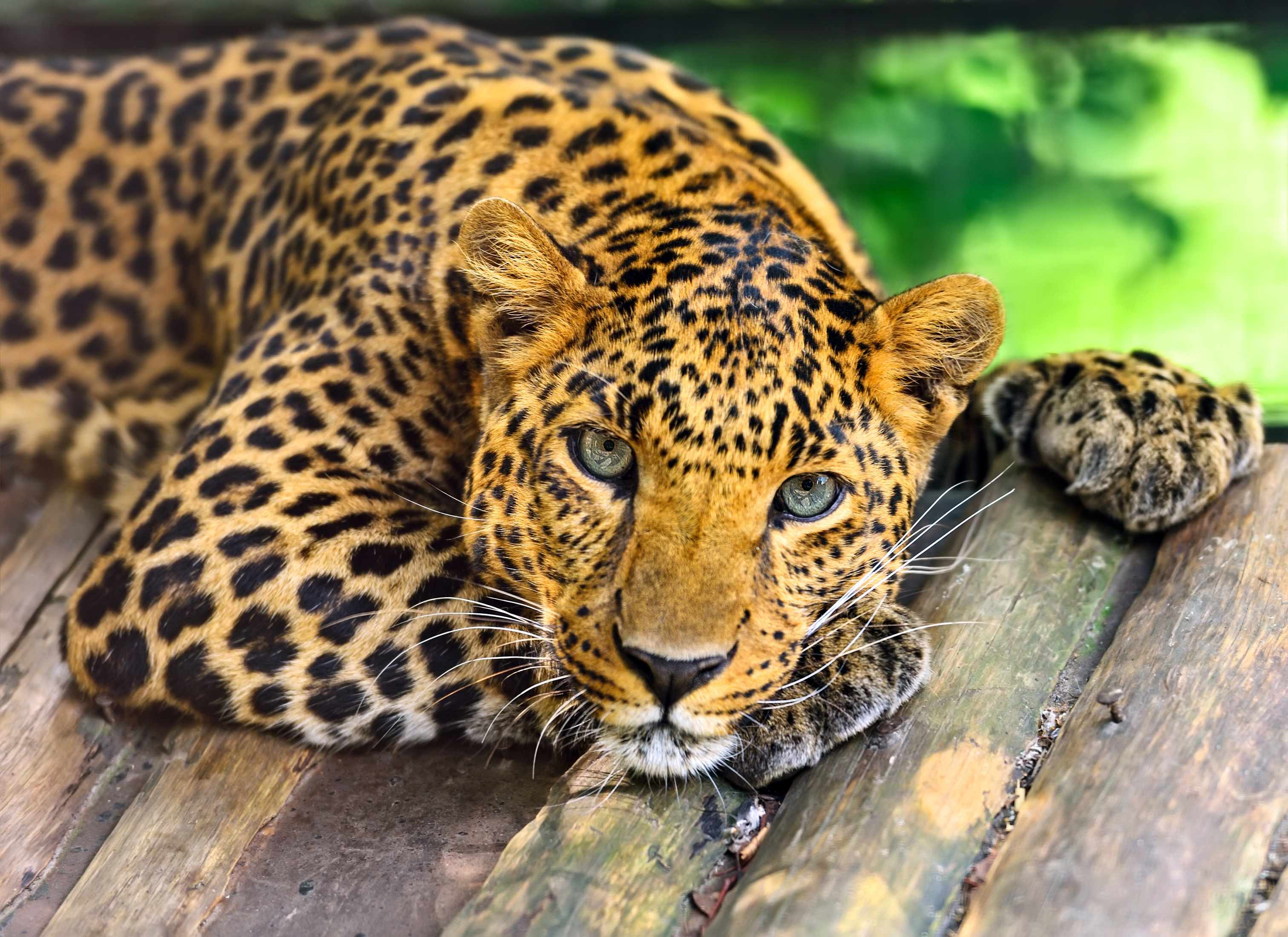 Картинки животных красивые. Зеленчатый леопард. Lbs-1821d леопард. Lbs-1821d весы. Хищные животные.