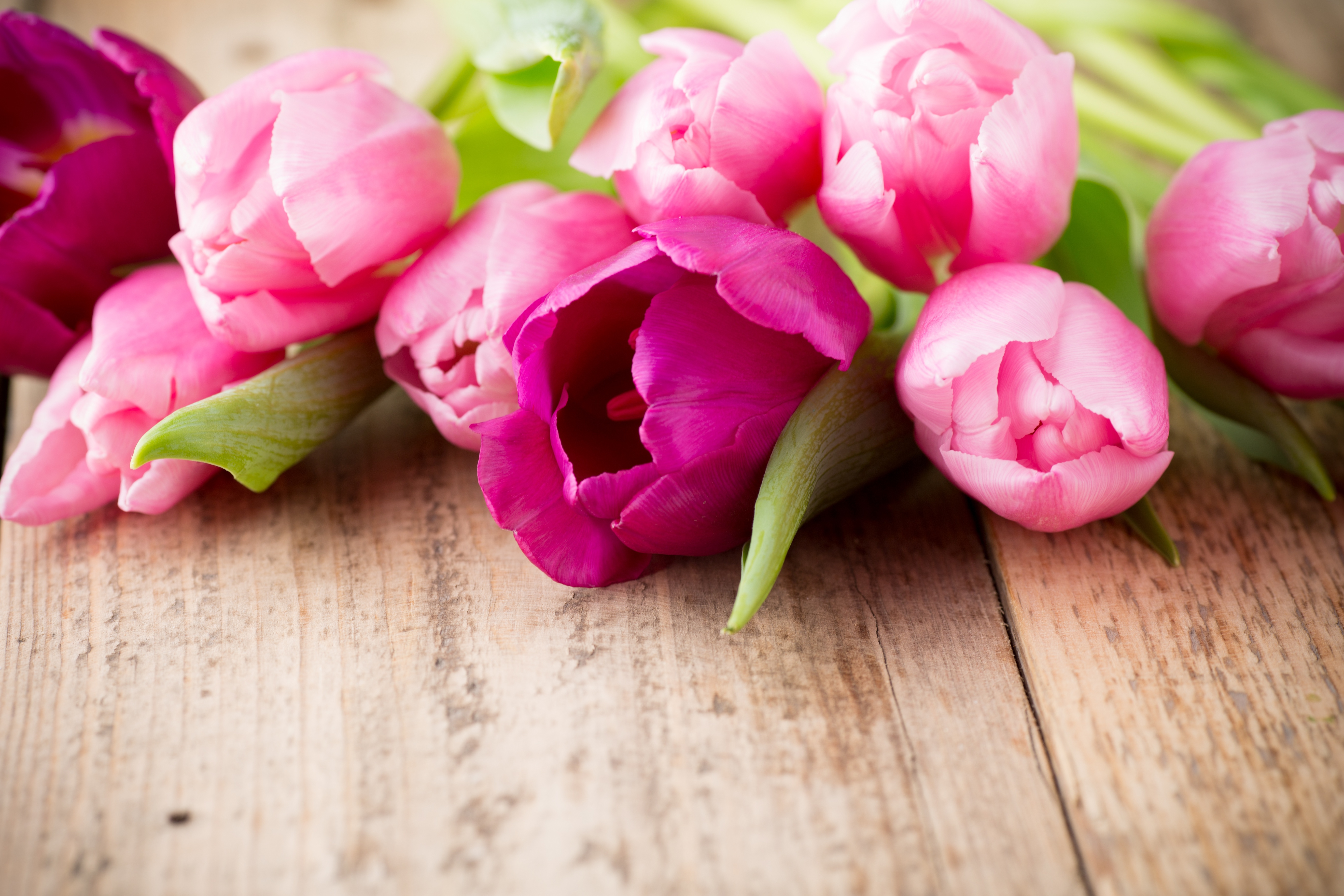 Обои пинк, цветы, букет, тюльпаны, розовые, дерева, красива, тульпаны,  цветы, парное, flowers, bouquet, tulips, pink, wood, beautiful, fresh разрешение 5472x3648 Загрузить