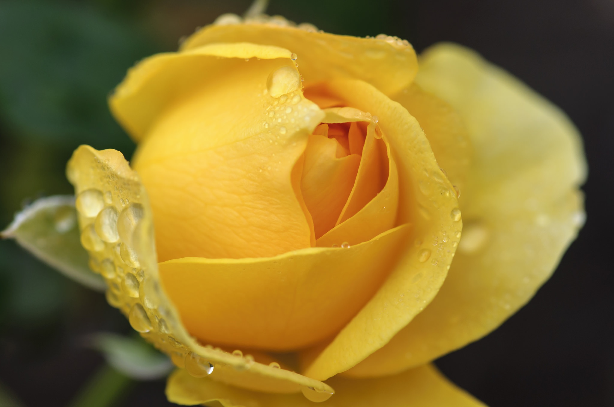 Желтоватые или розовые лепестки. Желтые розы. Желтые розы в росе.
