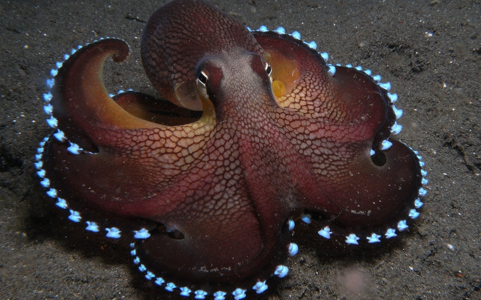 Обои осьминог, щупальца, подводный мир, octopus, tentacles, underwater world разрешение 1920x1200 Загрузить