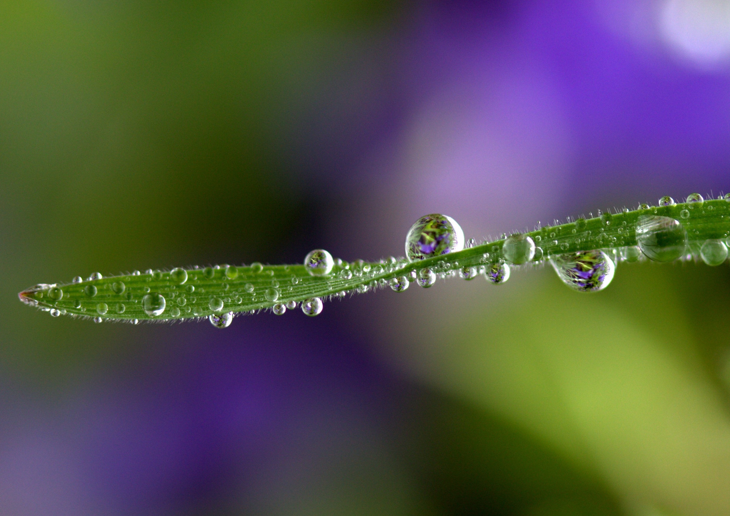 Обои трава, природа, макро, фон, роса, капли, травинка, grass, nature, macro, background, rosa, drops, a blade of grass разрешение 2448x1730 Загрузить