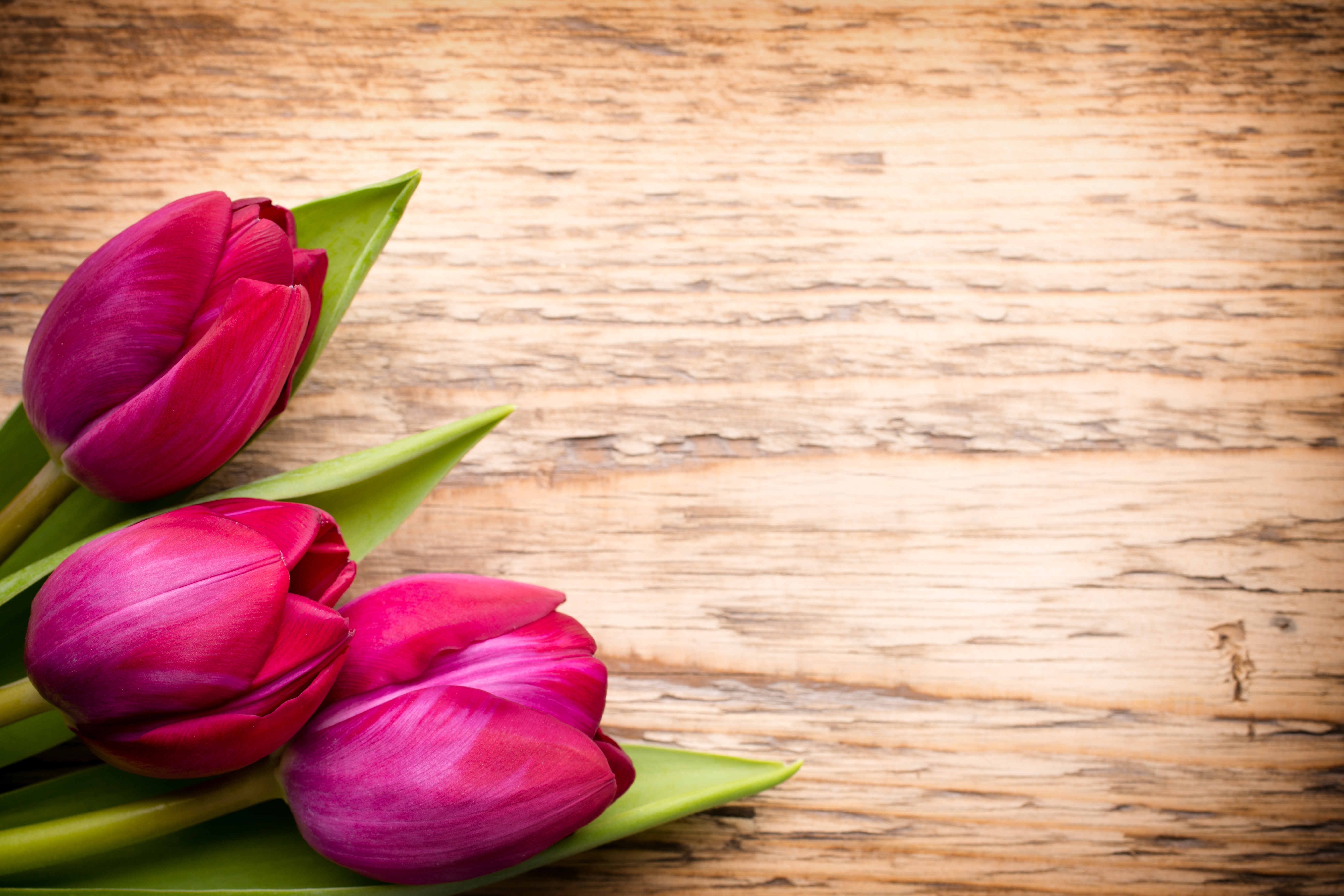 Тюльпаны слоганы. Красивые тюльпаны. Тюльпаны фон. Розовые тюльпаны.