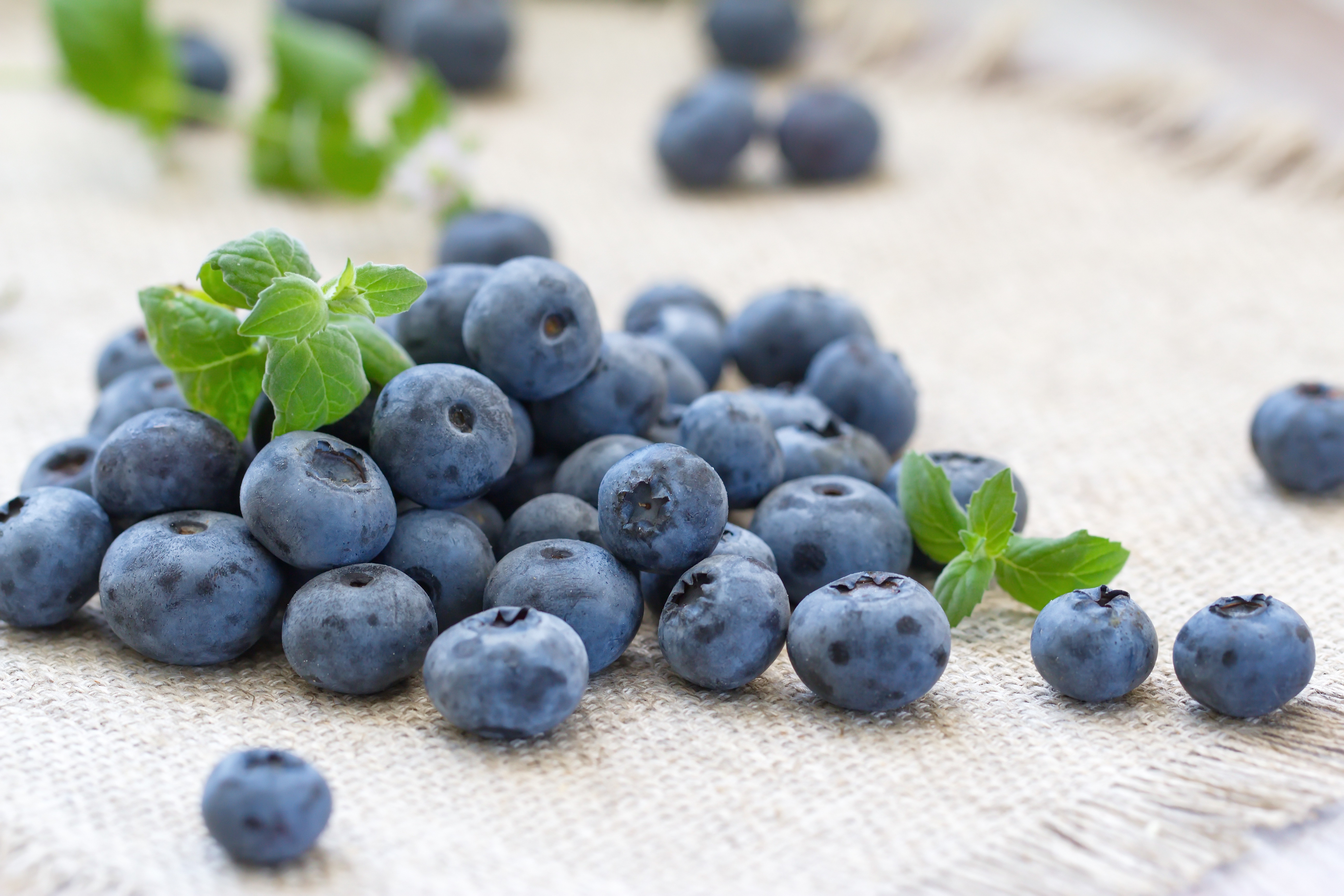 Обои ягоды, лесные ягоды, черника, голубика, парное, черничный, berries, blueberries, fresh, blueberry разрешение 5184x3456 Загрузить