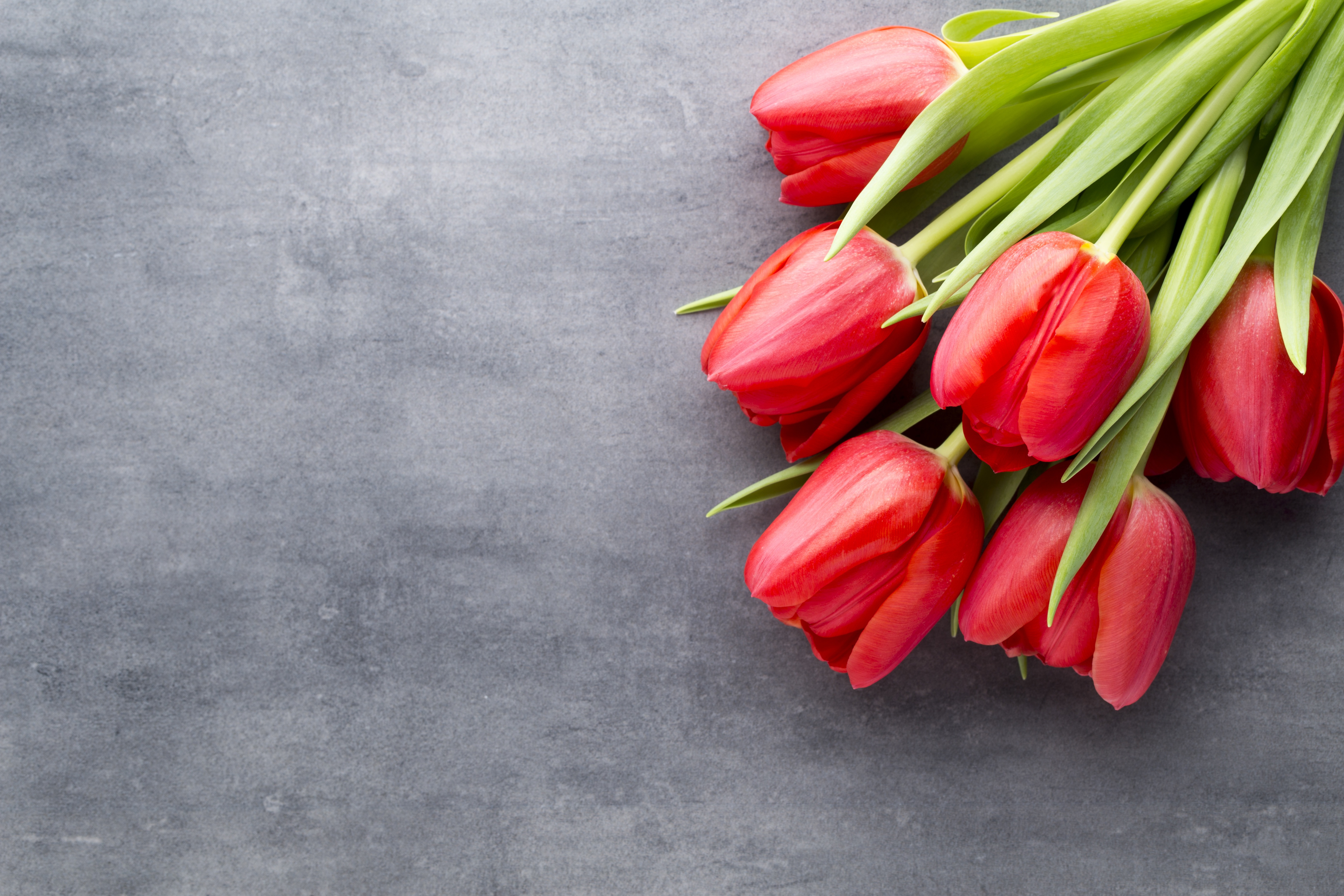 Тюльпаны слоганы. Красные тюльпаны. Красивые тюльпаны. Букет тюльпанов.