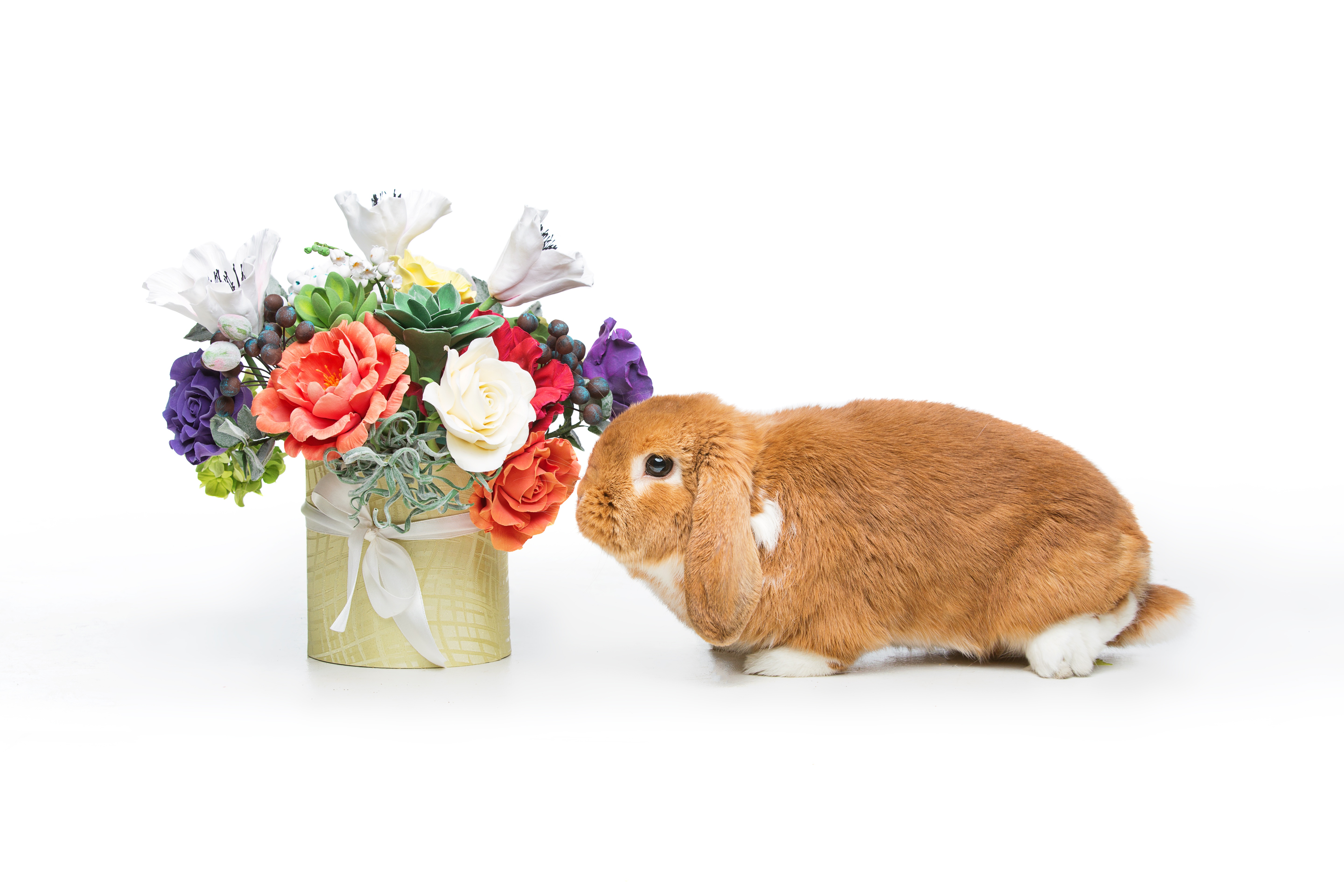 Обои цветы, довольная, корзина, зайка, кролик, пасха,  цветы, глазунья, декорация, весенние, зеленые пасхальные, flowers, happy, basket, bunny, rabbit, easter, eggs, decoration, spring разрешение 5760x3840 Загрузить