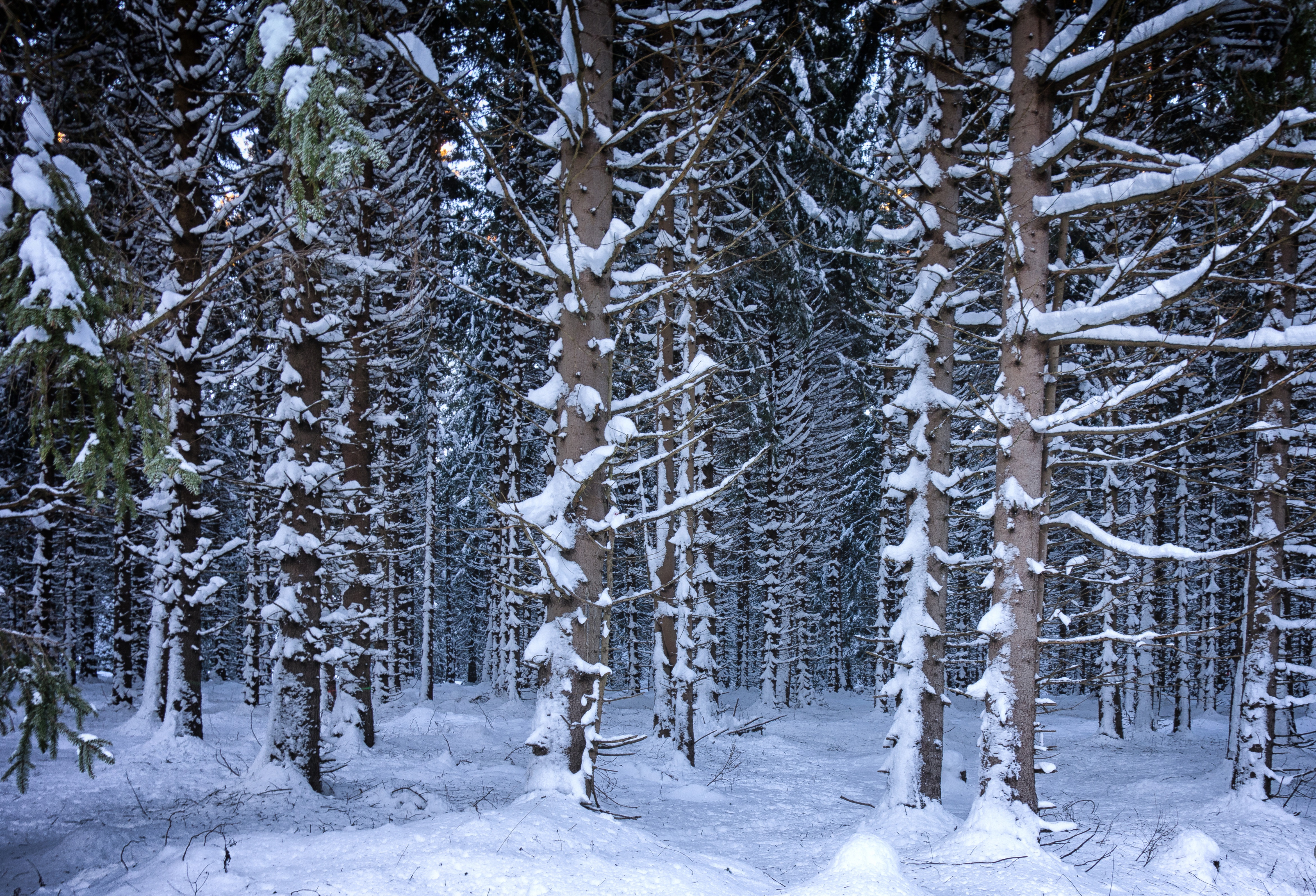 Зимние леса