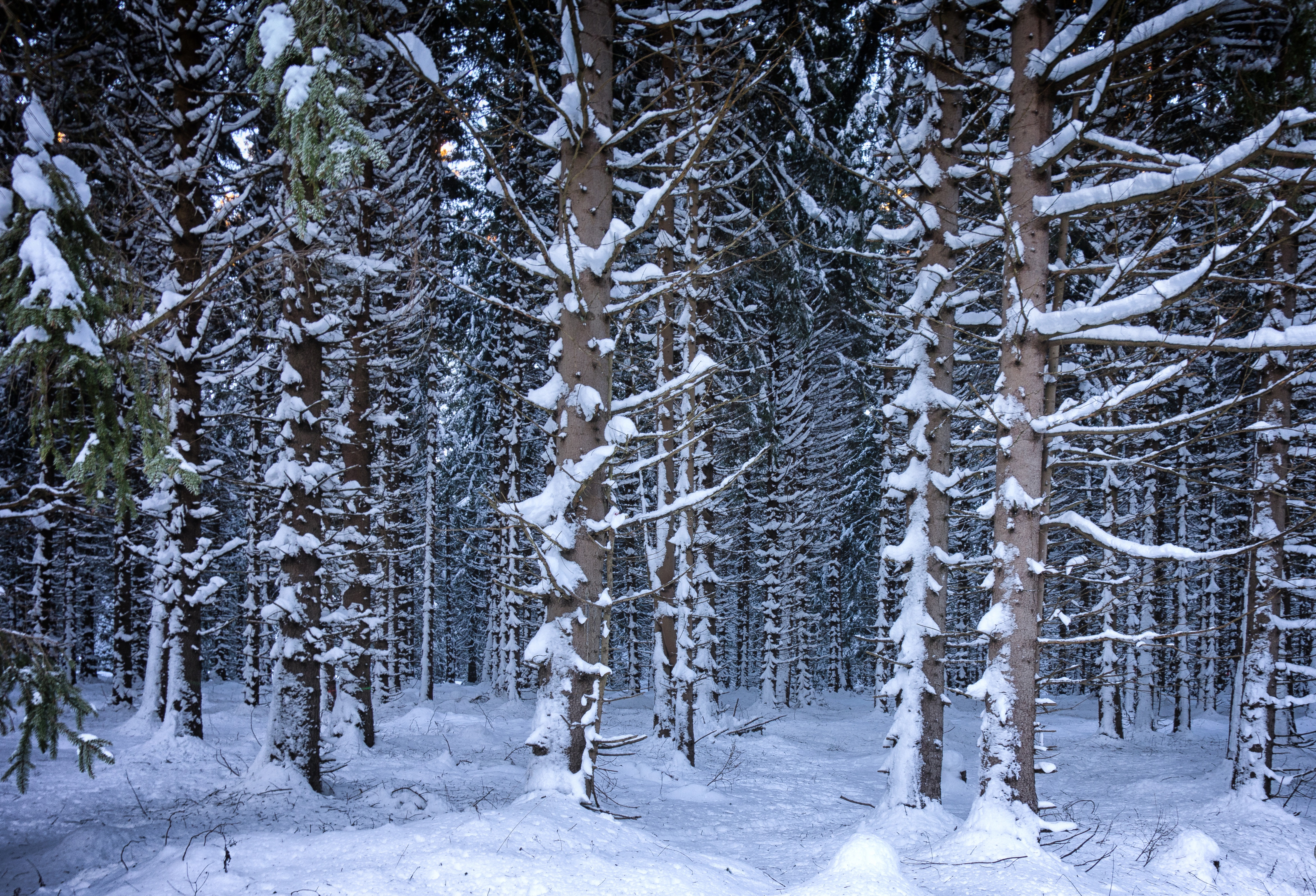 Обои деревья, снег, лес, зима, trees, snow, forest, winter разрешение 4686x3191 Загрузить