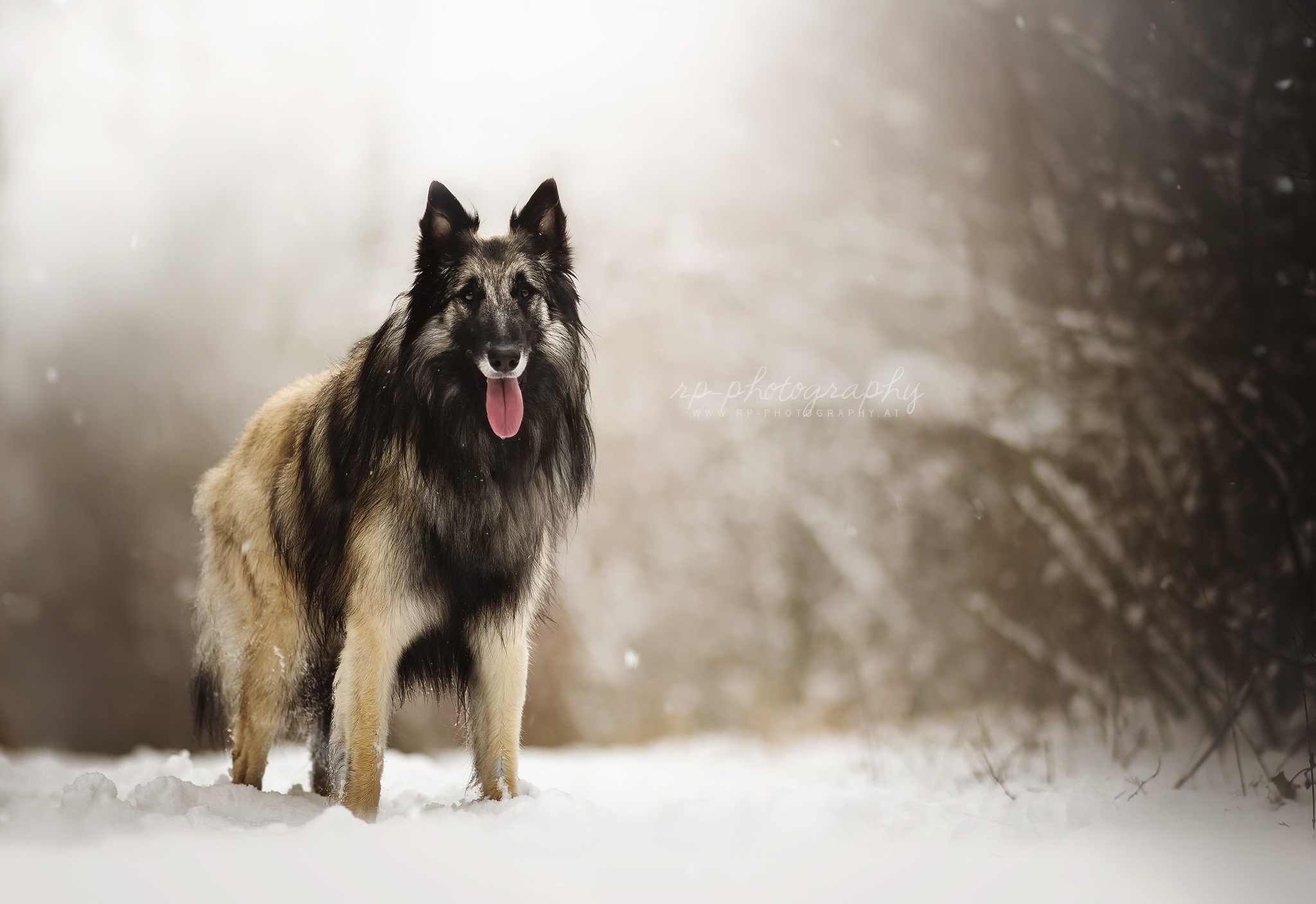 Обои снег, природа, взгляд, собака, друг, овчарка, dackelpuppy, eyko, snow, nature, look, dog, each, shepherd разрешение 2048x1408 Загрузить