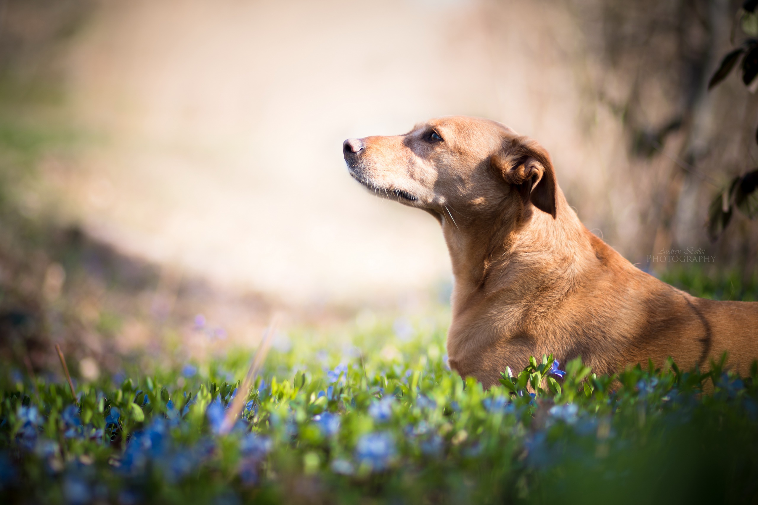 Обои цветы, взгляд, собака, друг, flowers, look, dog, each разрешение 2560x1707 Загрузить