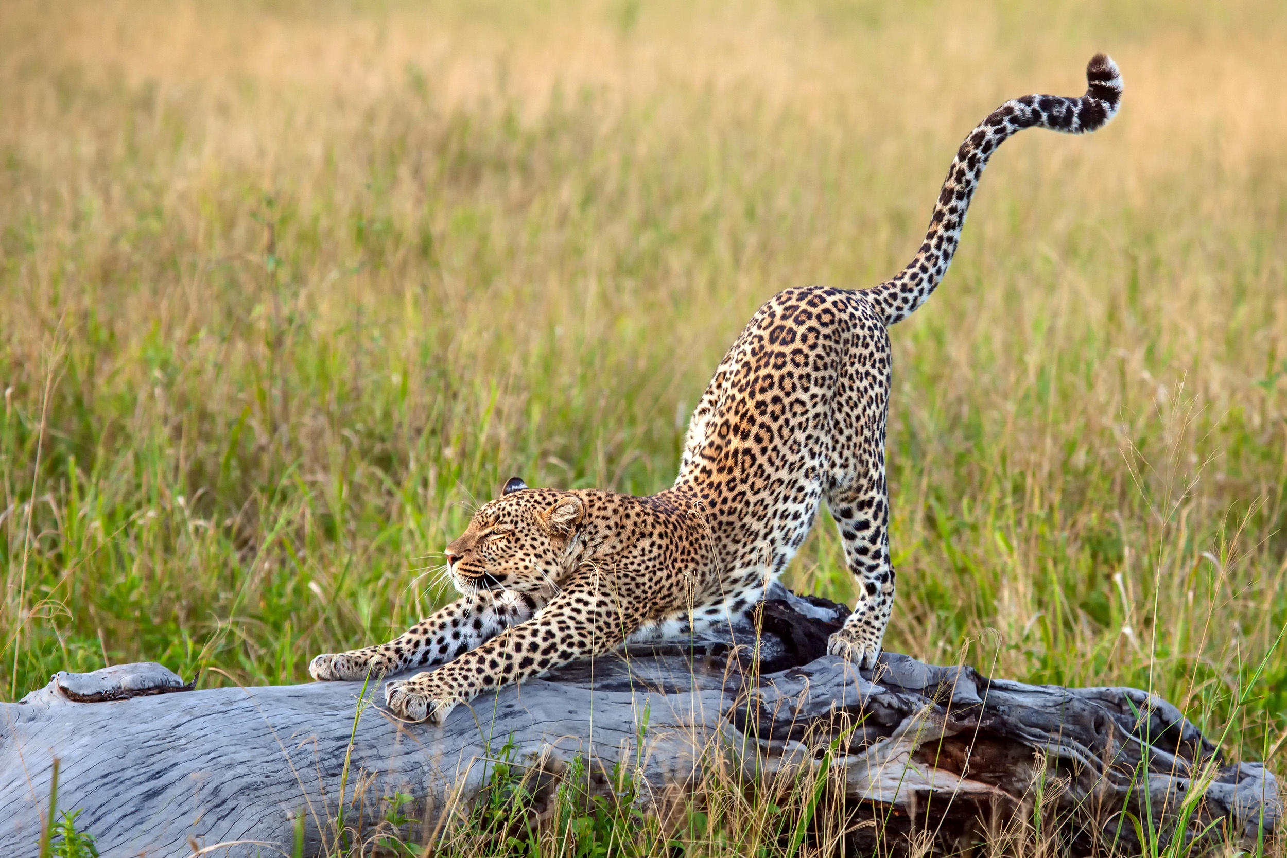 Обои трава, леопард, африка, большая кошка, потягивается, grass, leopard, africa, big cat, stretching разрешение 2500x1667 Загрузить