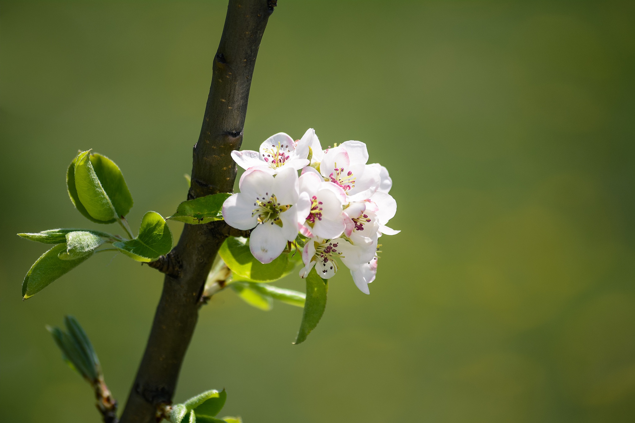 Обои ветка, природа, цветение, весна, яблоня, branch, nature, flowering, spring, apple разрешение 2048x1365 Загрузить