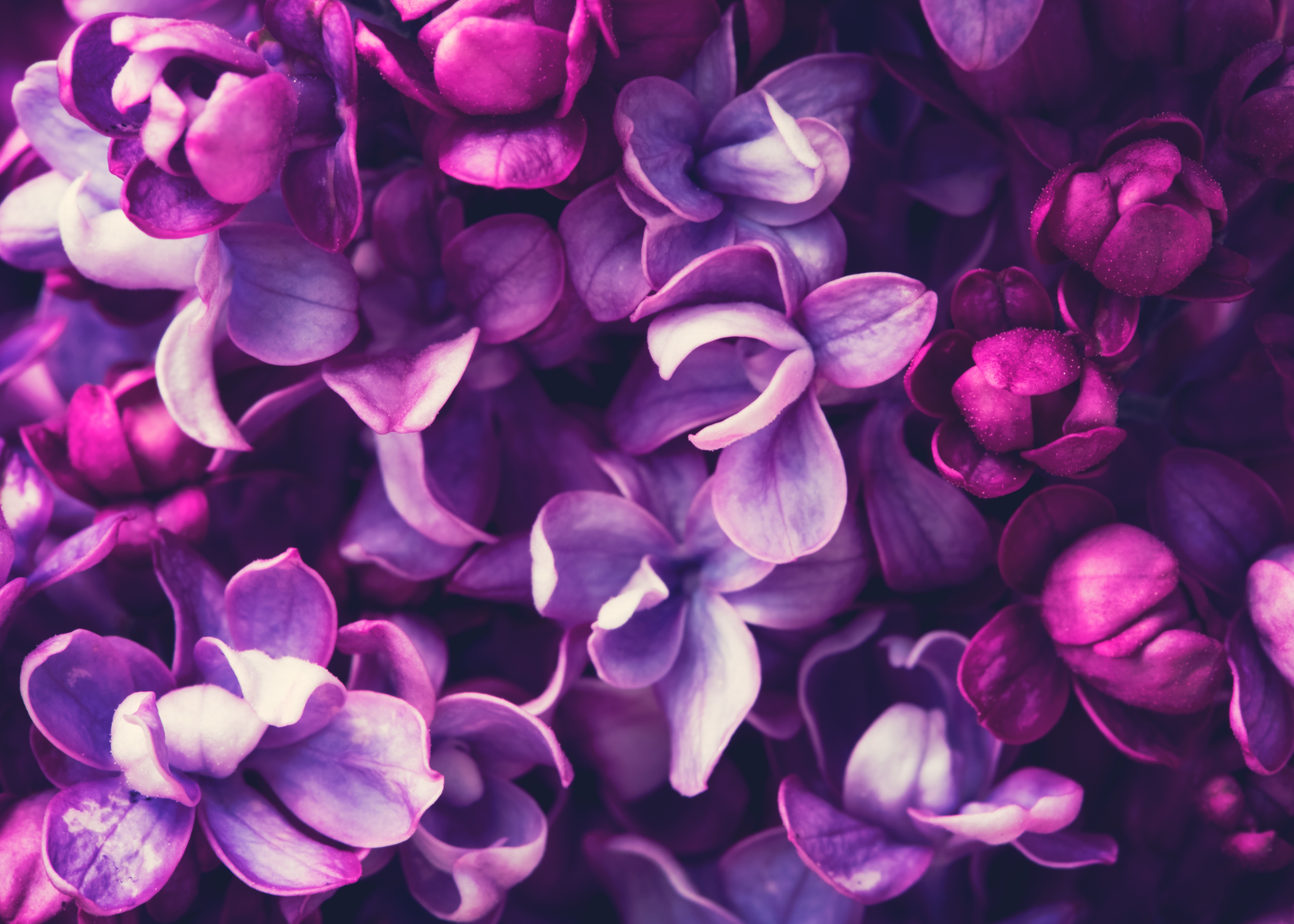 Фиолетовый обои картинки. Сиреневые цветы. Фиолетовые цветы. Сиреневый фон. Фиолетовые обои на телефон.